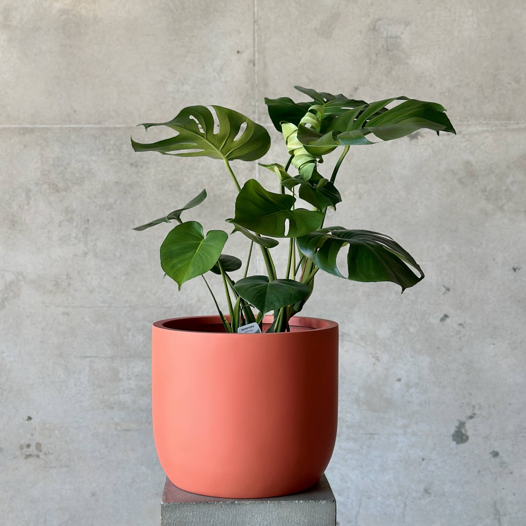 Monstera Mix n Match Planter (Large)