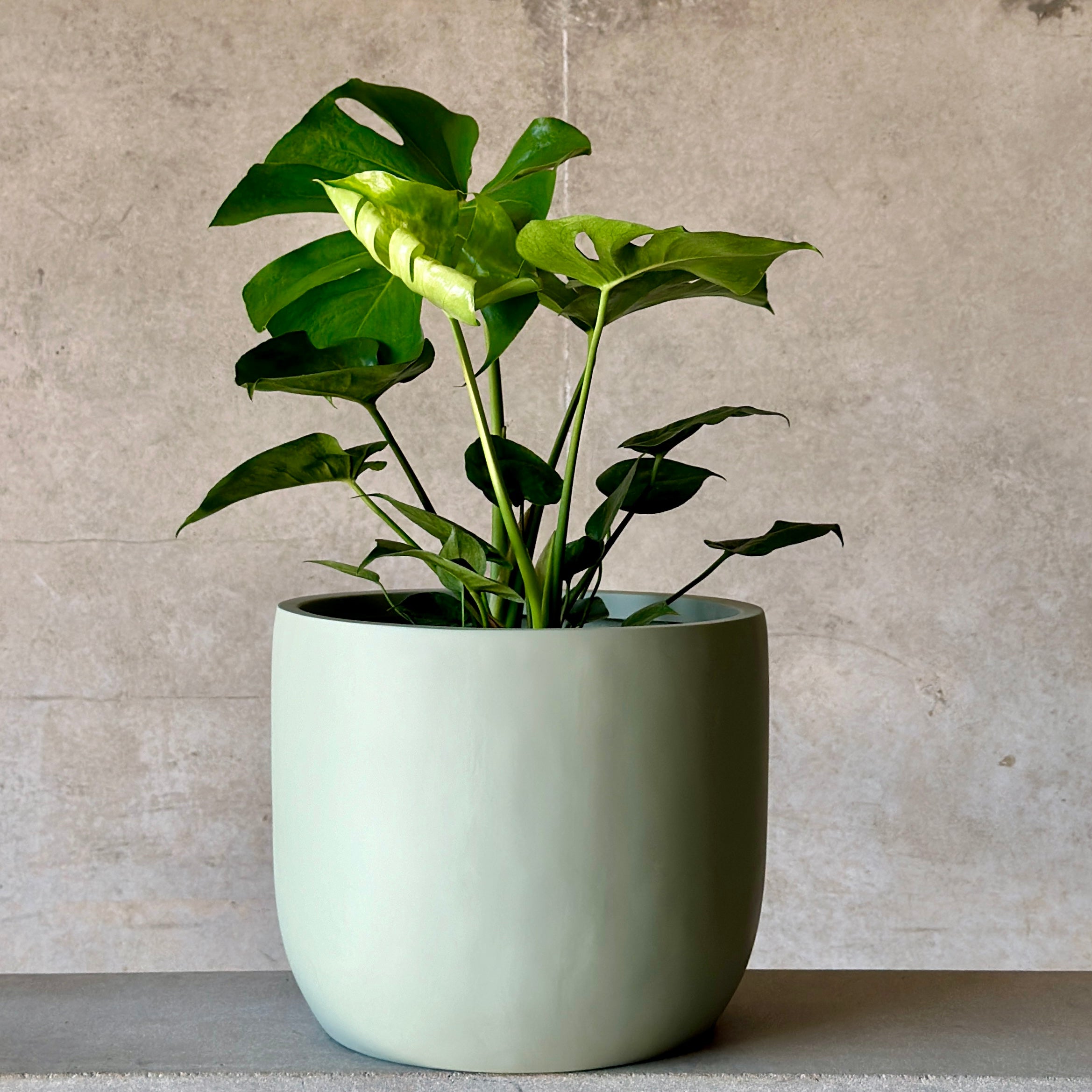 Monstera Mix n Match Planter (Large)