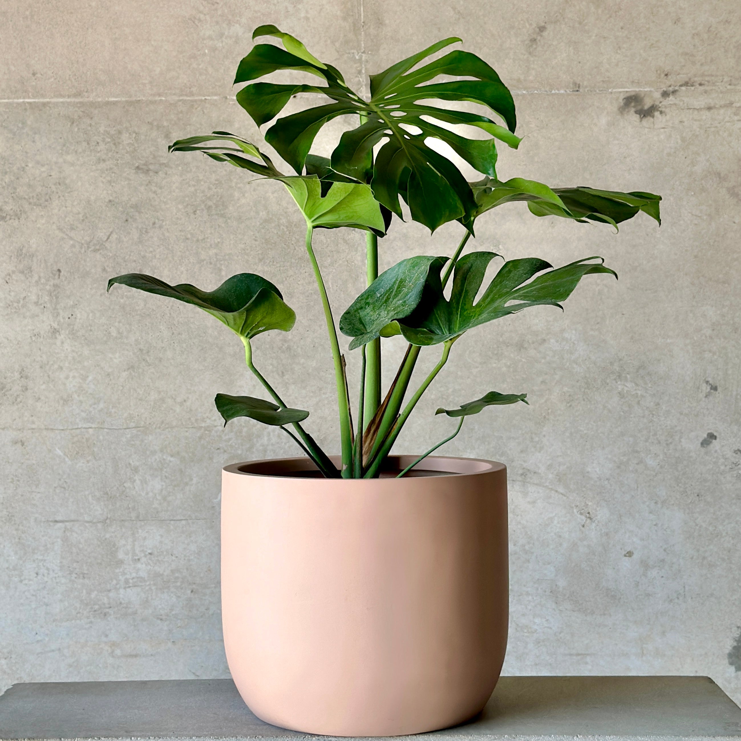 Monstera Mix n Match Planter (Large)