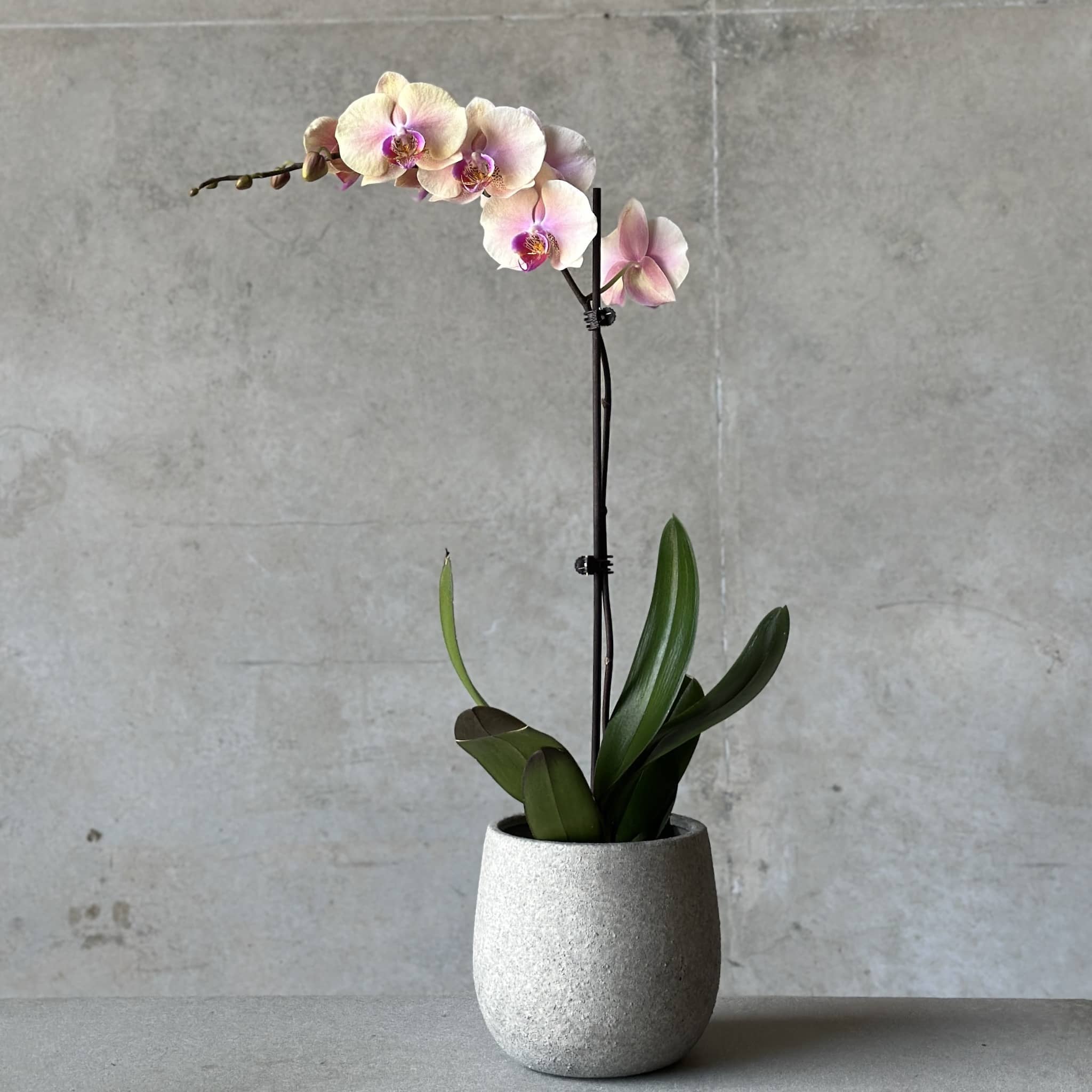 Orchid Planter - Concrete Planter