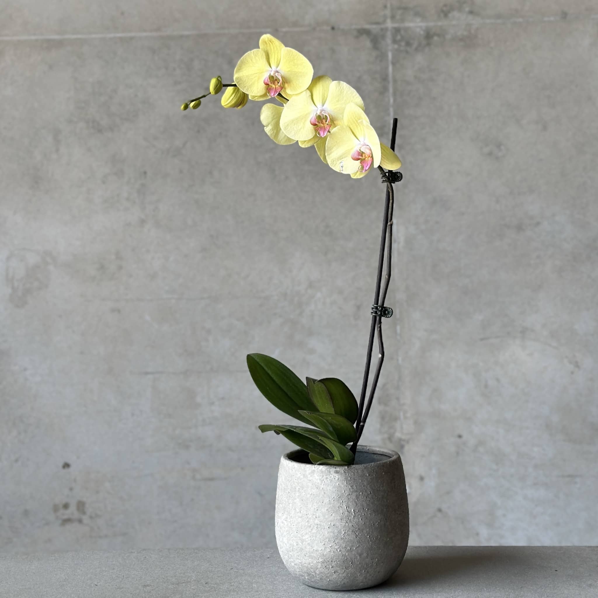 Orchid Planter - Concrete Planter