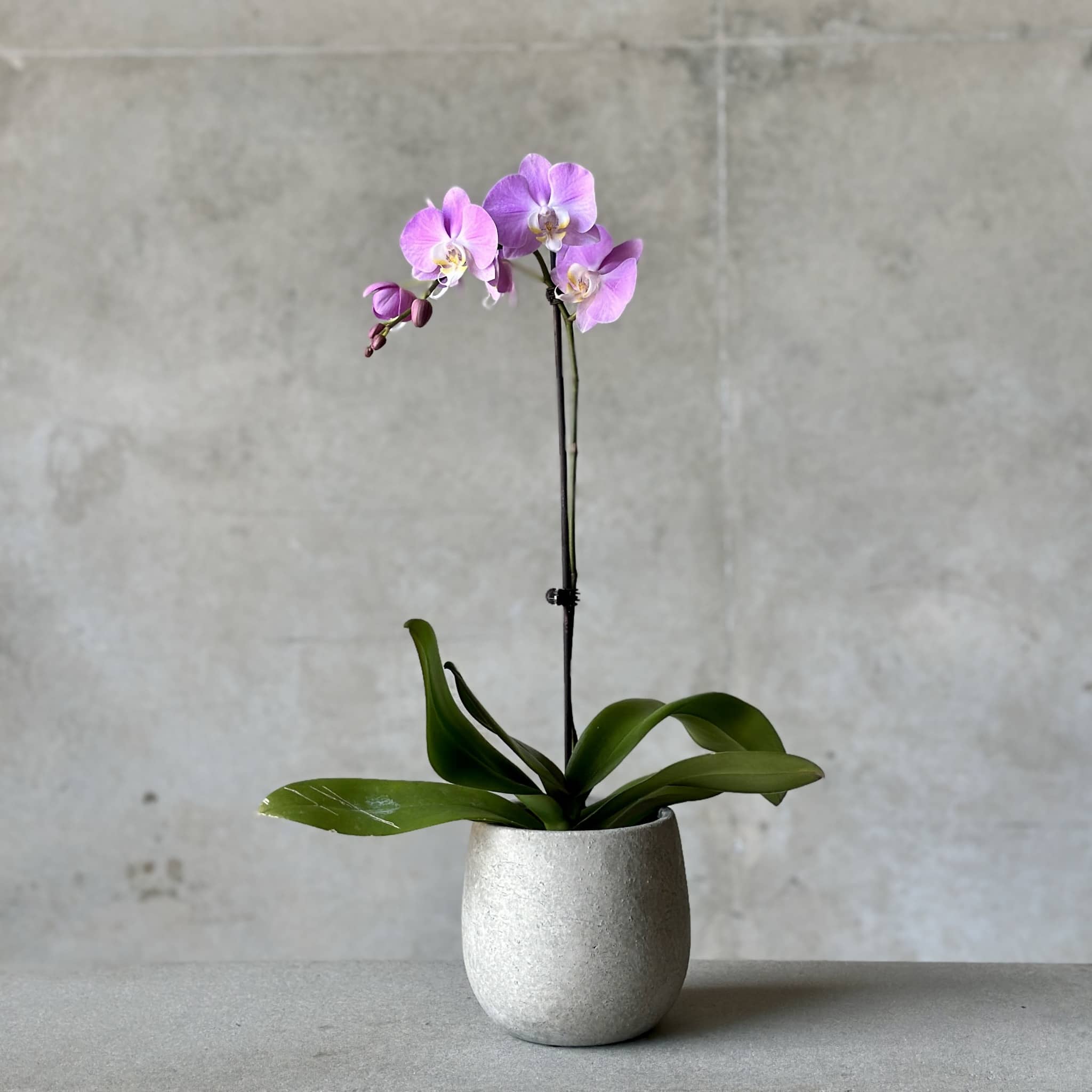 Orchid Planter - Concrete Planter