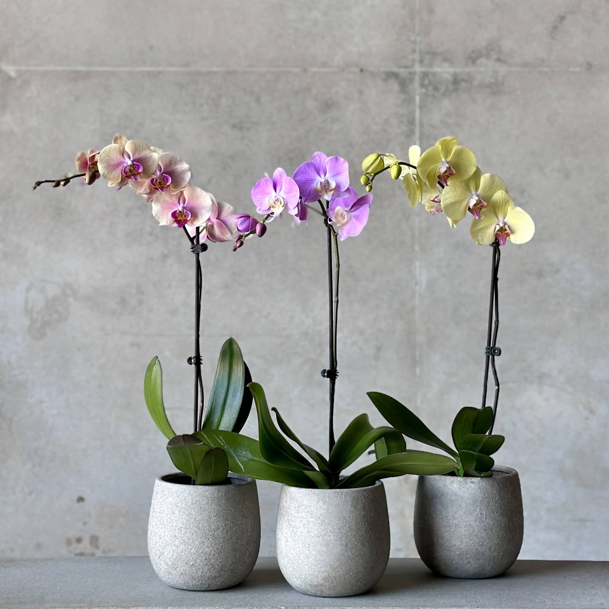 Orchid Planter - Concrete Planter