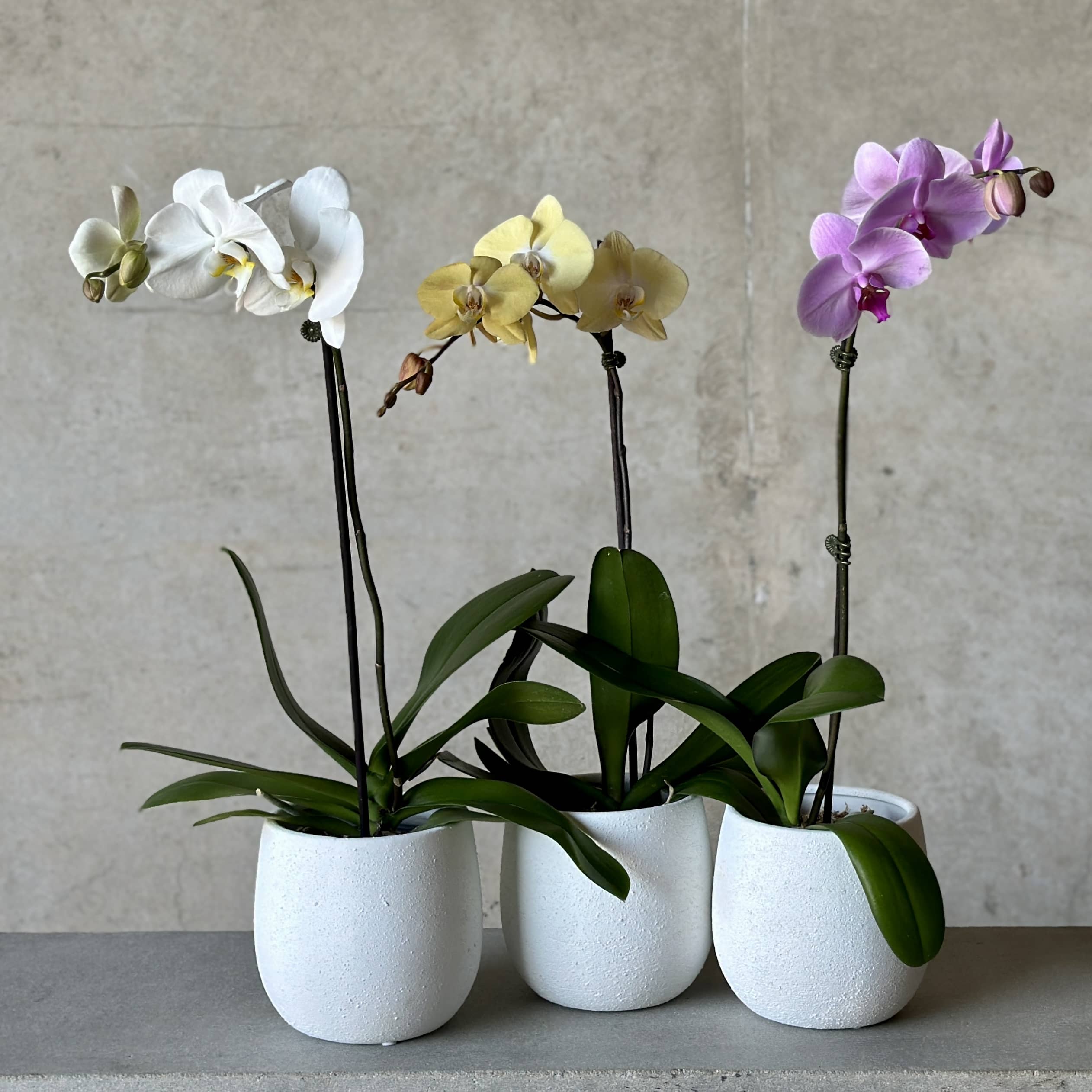 Orchid Planter - Concrete Planter