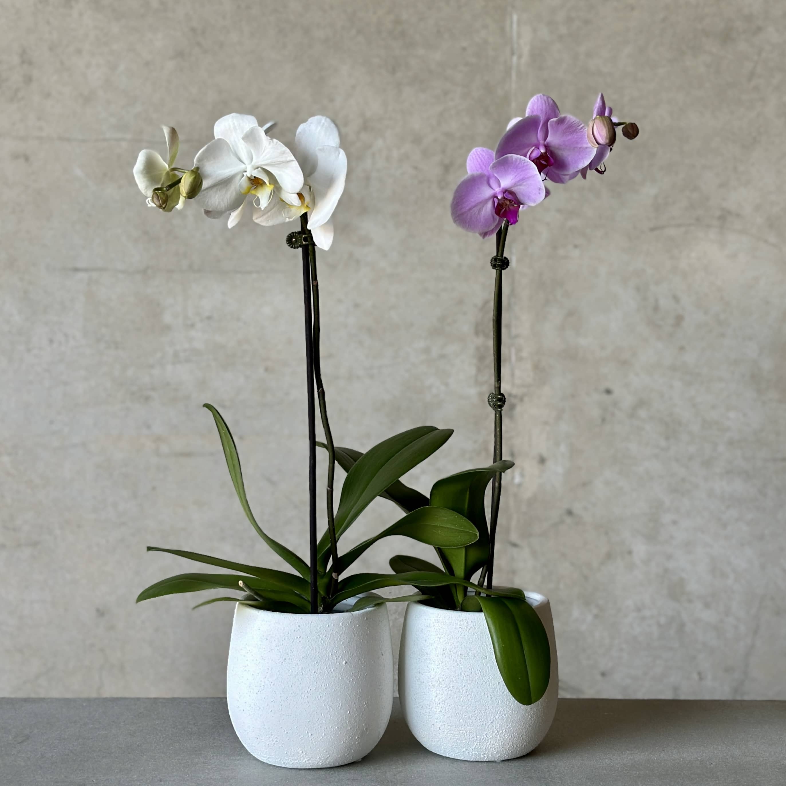 Orchid Planter - Concrete Planter