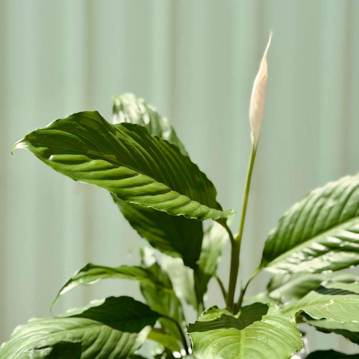 Peace Lily Petite