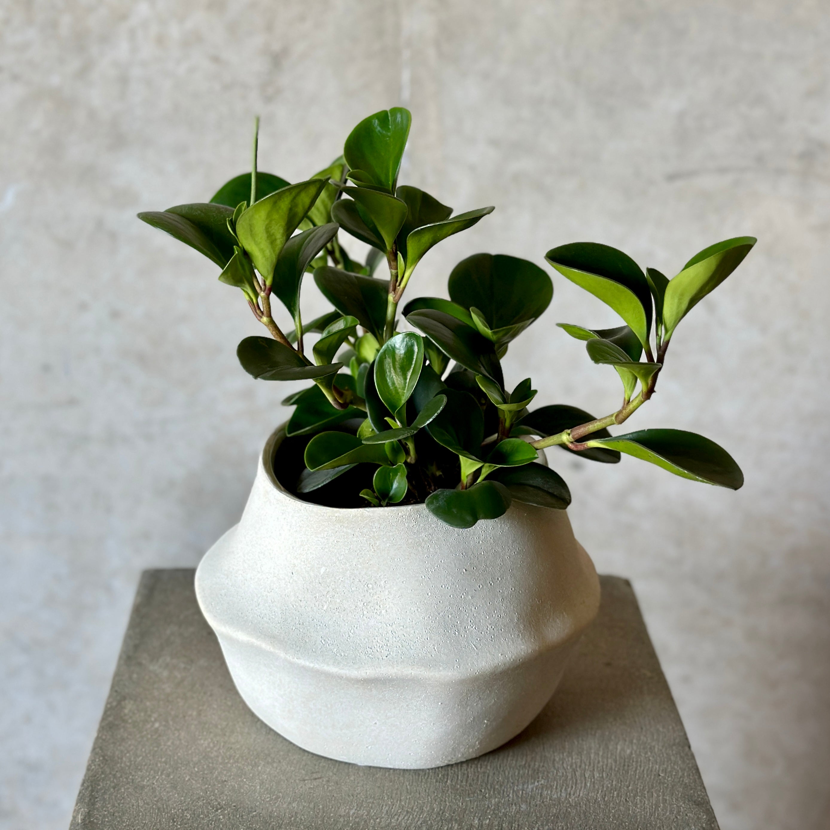 Peperomia Pot Plant