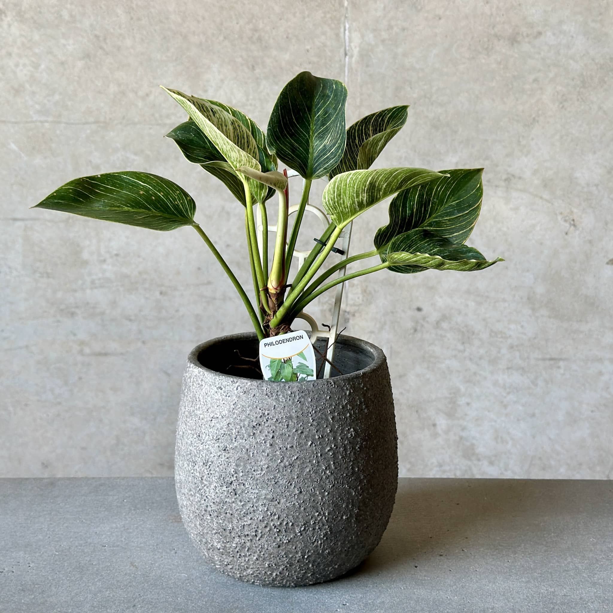 A green philodendron plant in a cement pot. 