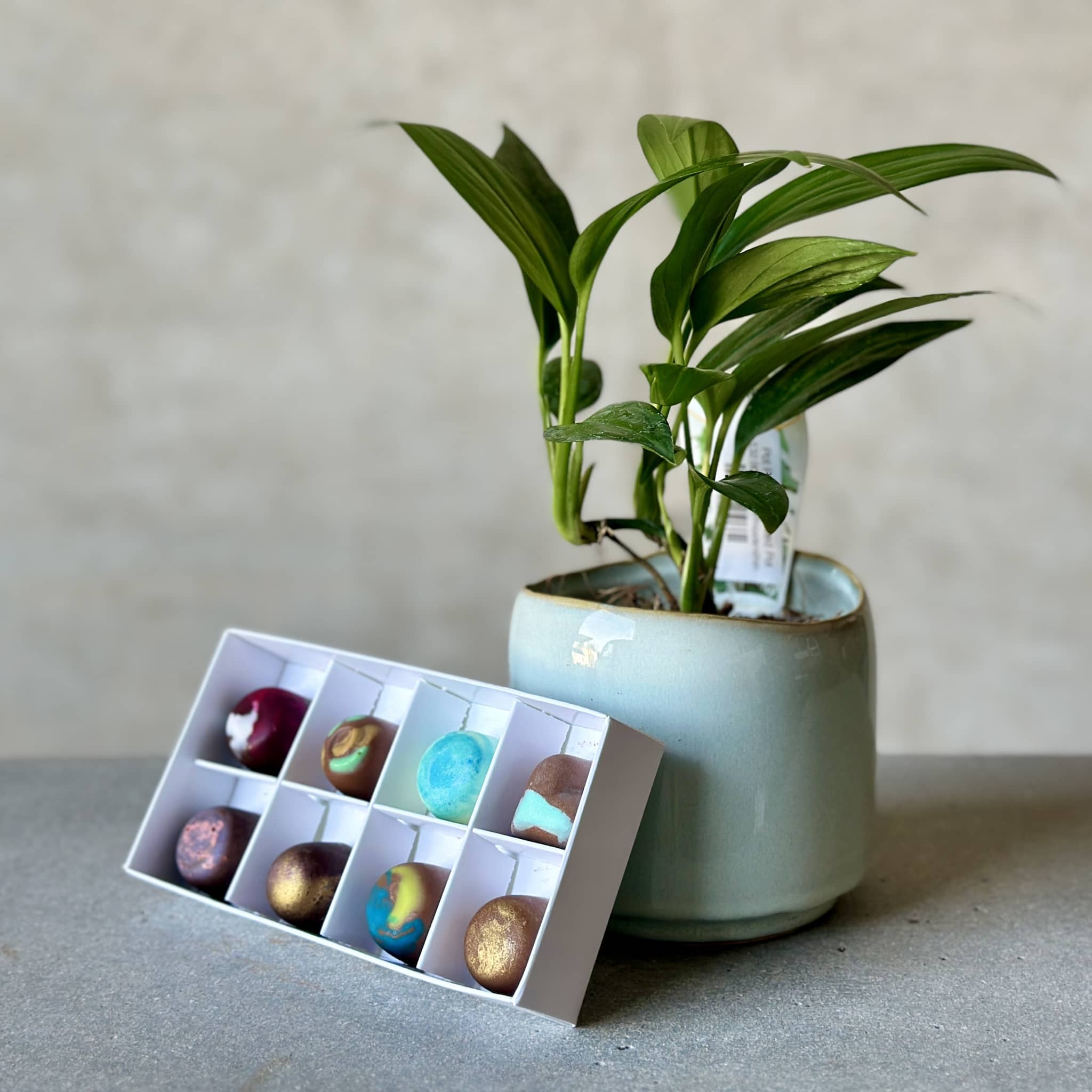 Pot Plant + Chocs