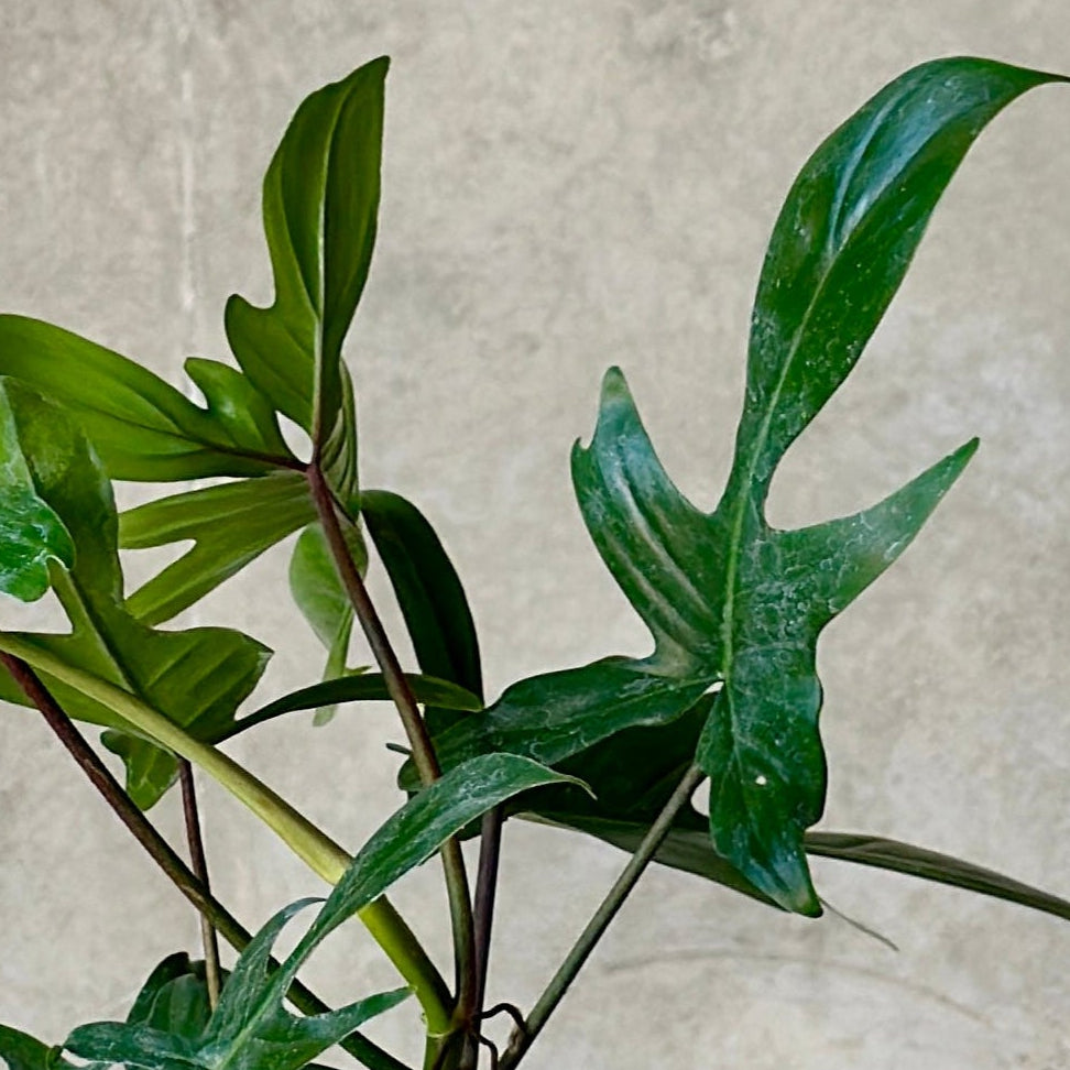 Pot Plant + Candle & Linen Spray
