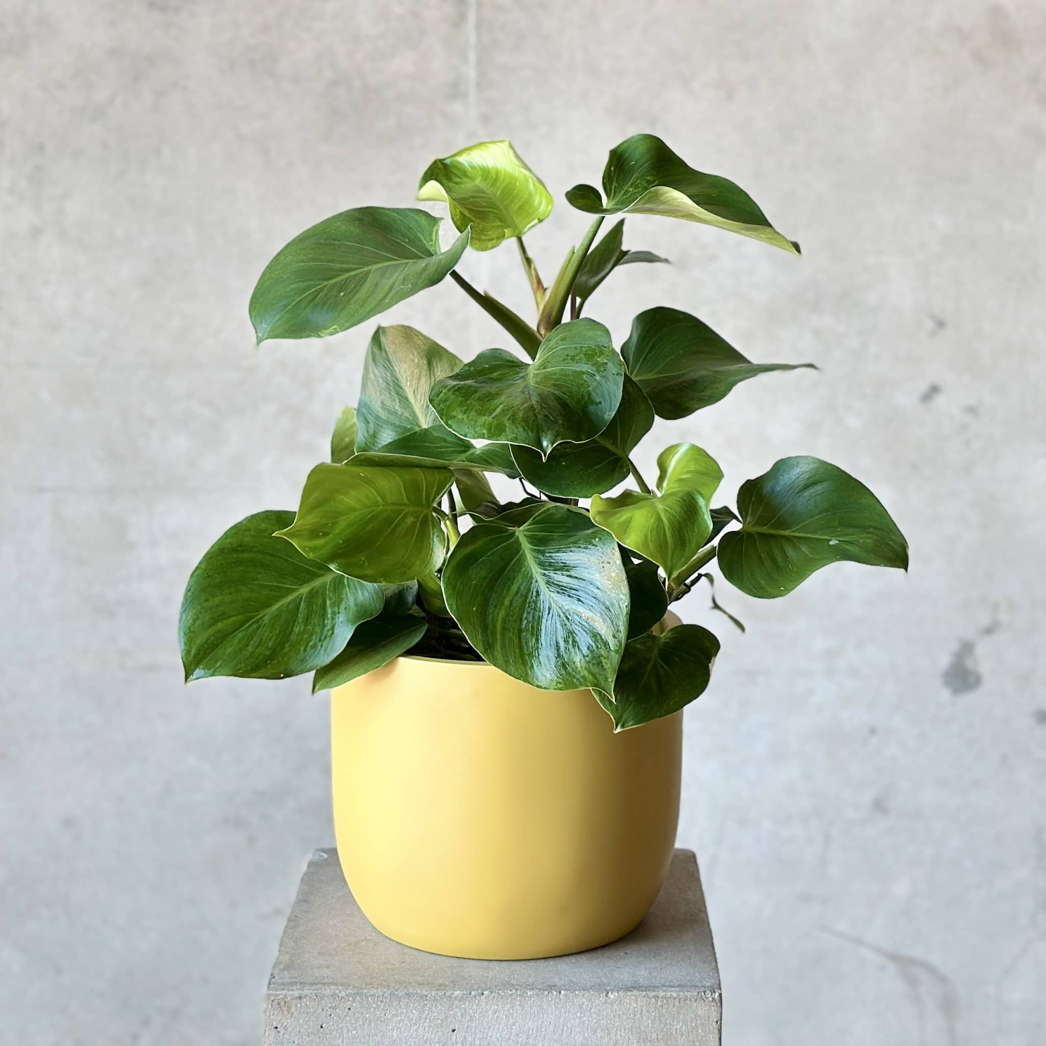 Philodendron White Princess in mustard fibreglass pot.