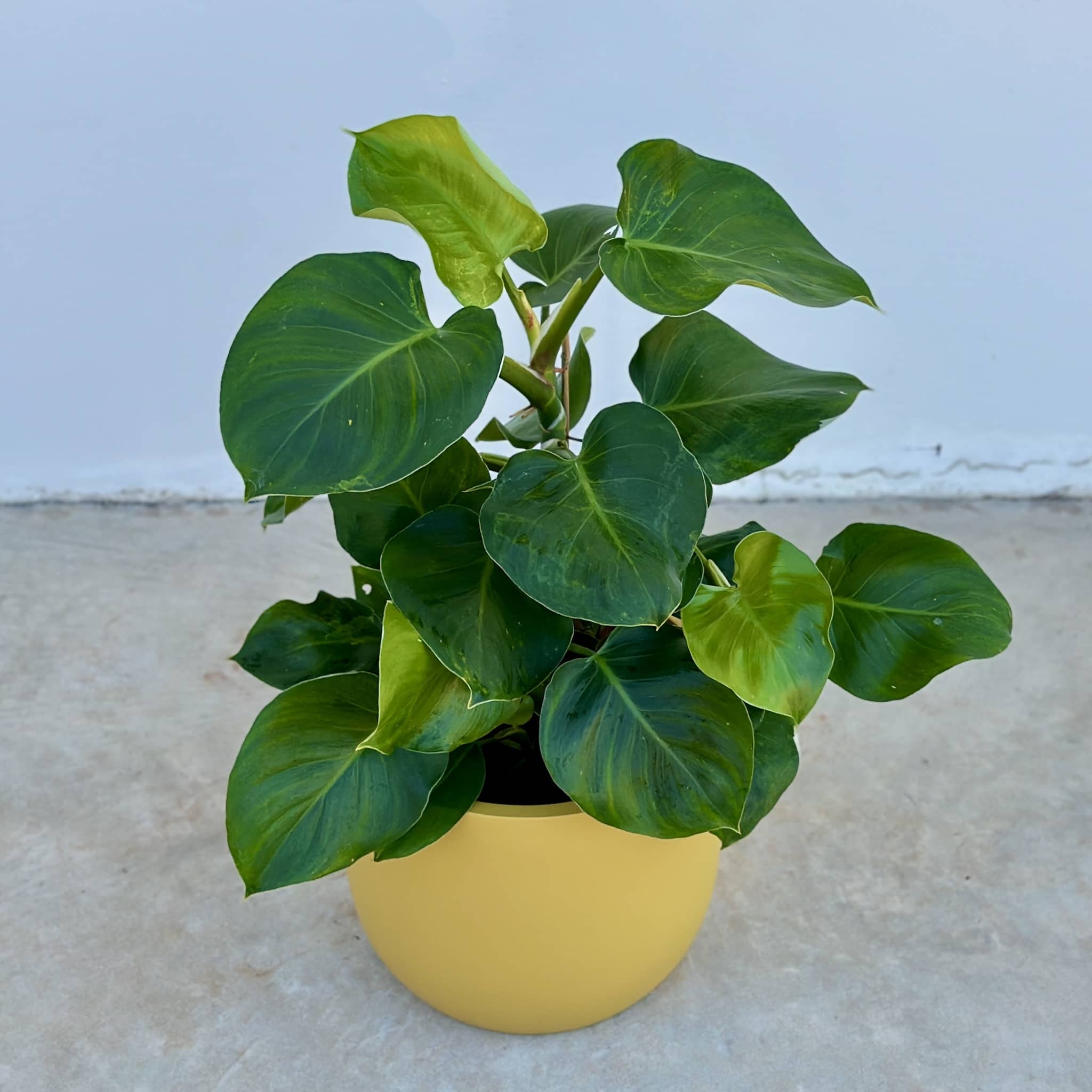Potted philodendron plant with large green leaves  in a mustard fibreglass pot. 