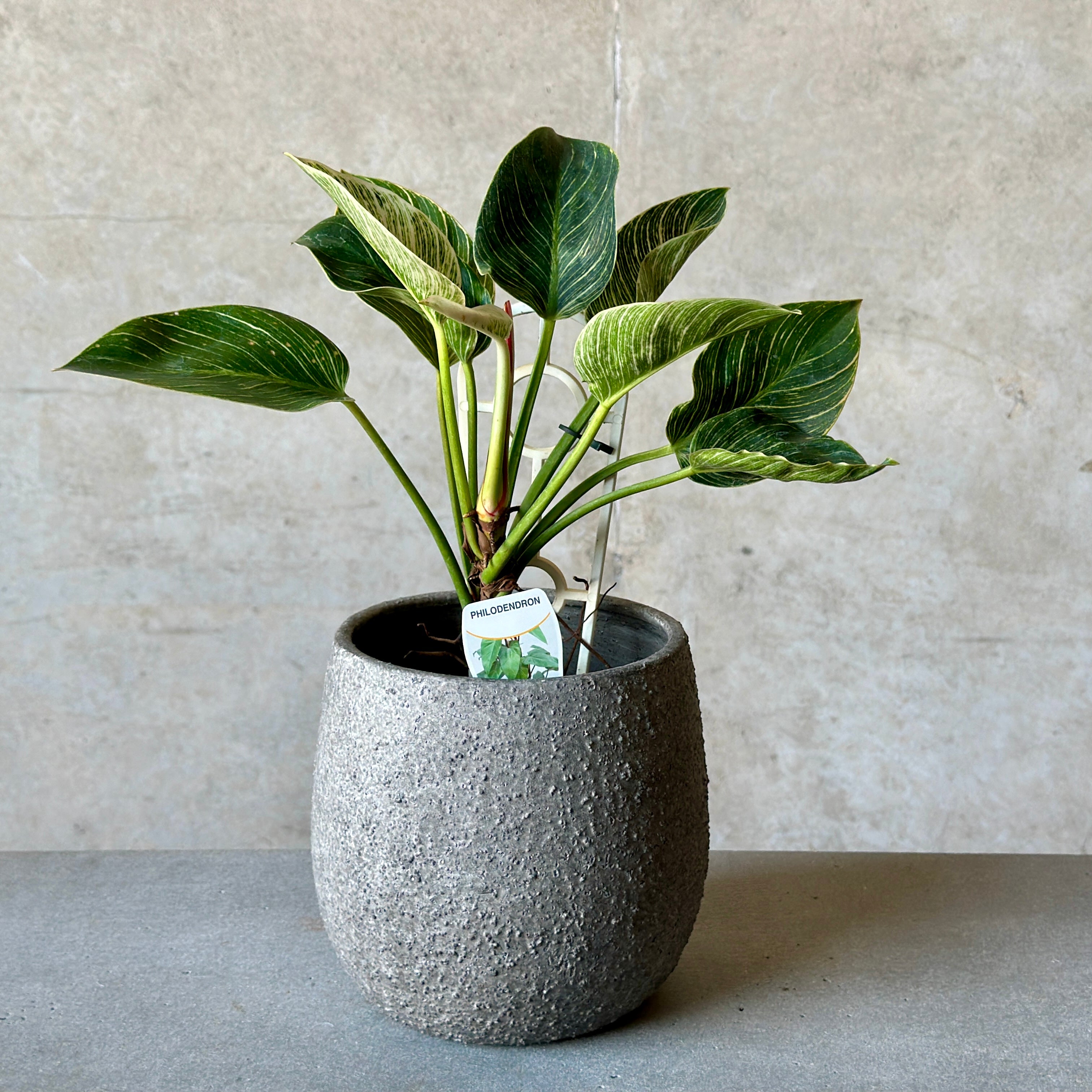 Philodendron Birkin Pot Plant