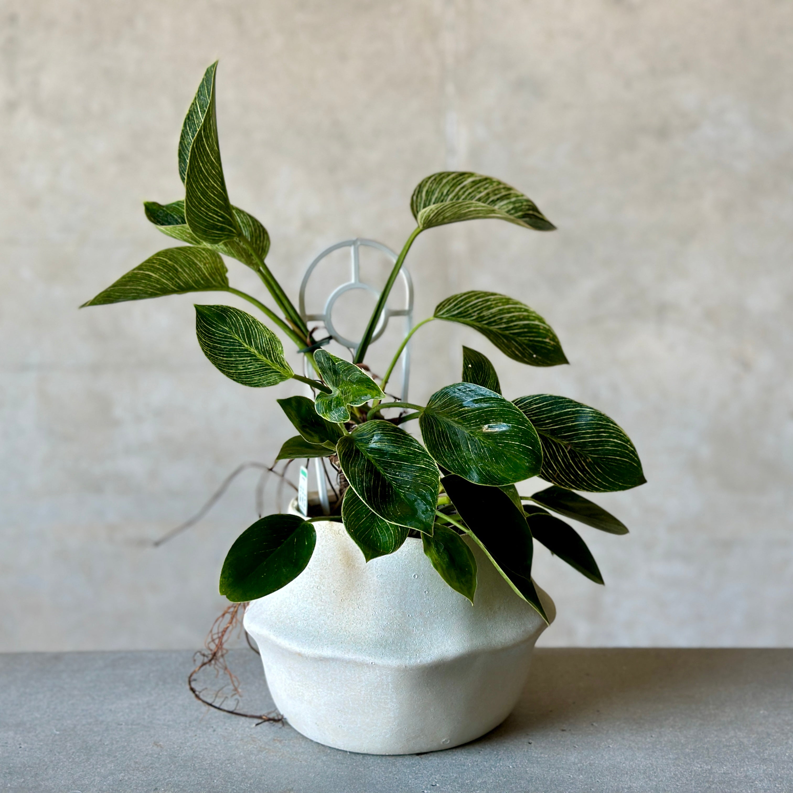 Philodendron Birkin Pot Plant