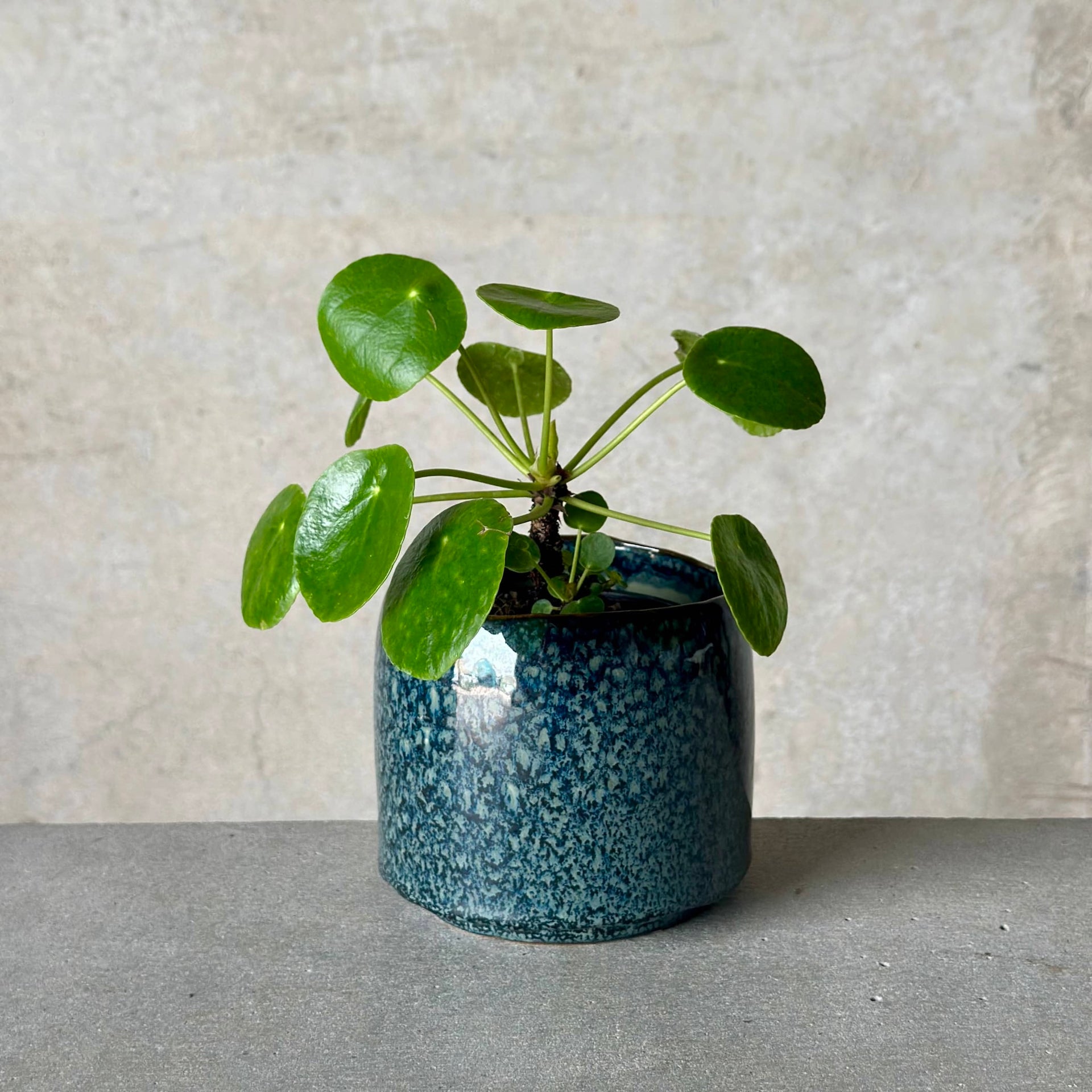 blue bird money plant Chinese Money Plant in Glazed Blue Pot