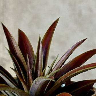 Pot Plant + Candle & Linen Spray