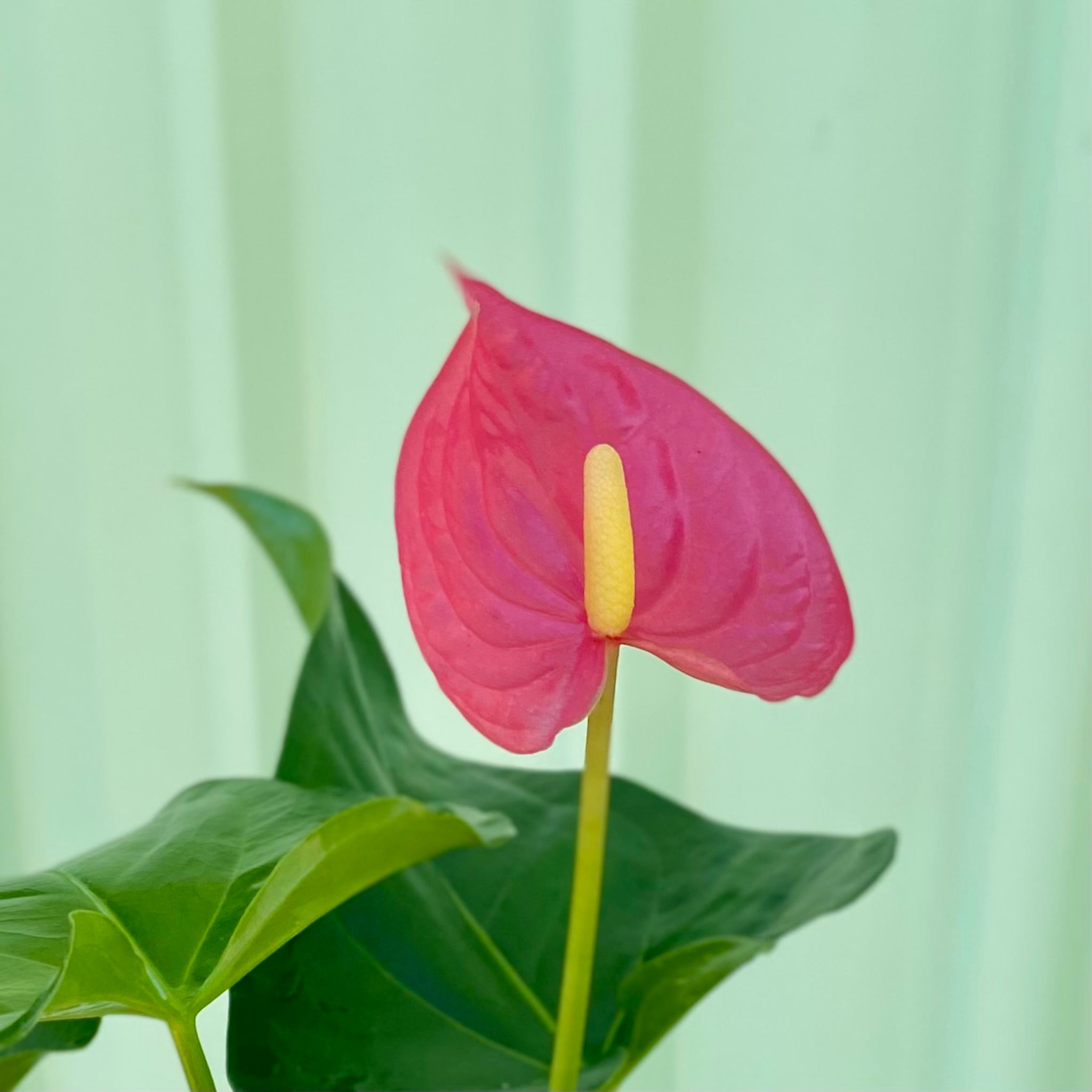 Anthurium in Lyon Planter