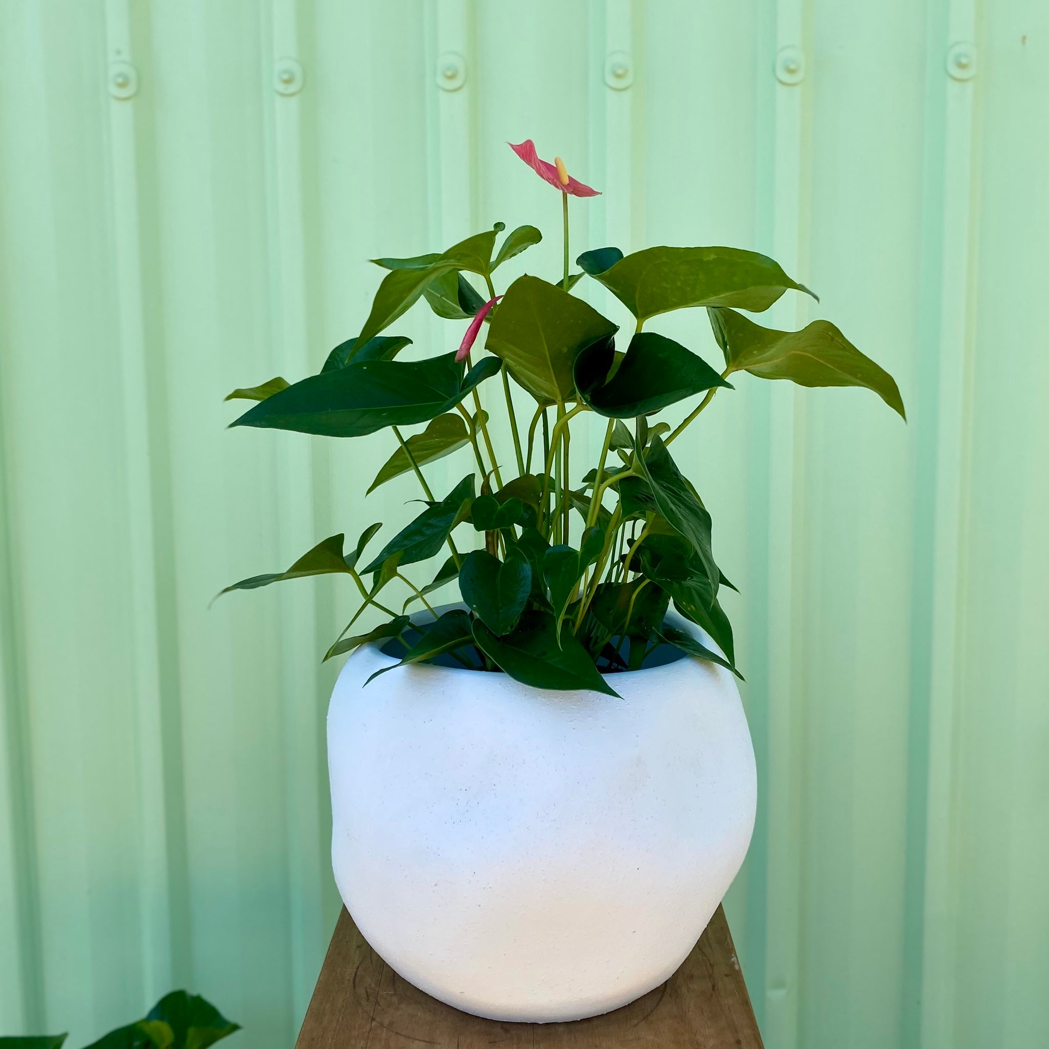 Anthurium in Lyon Planter