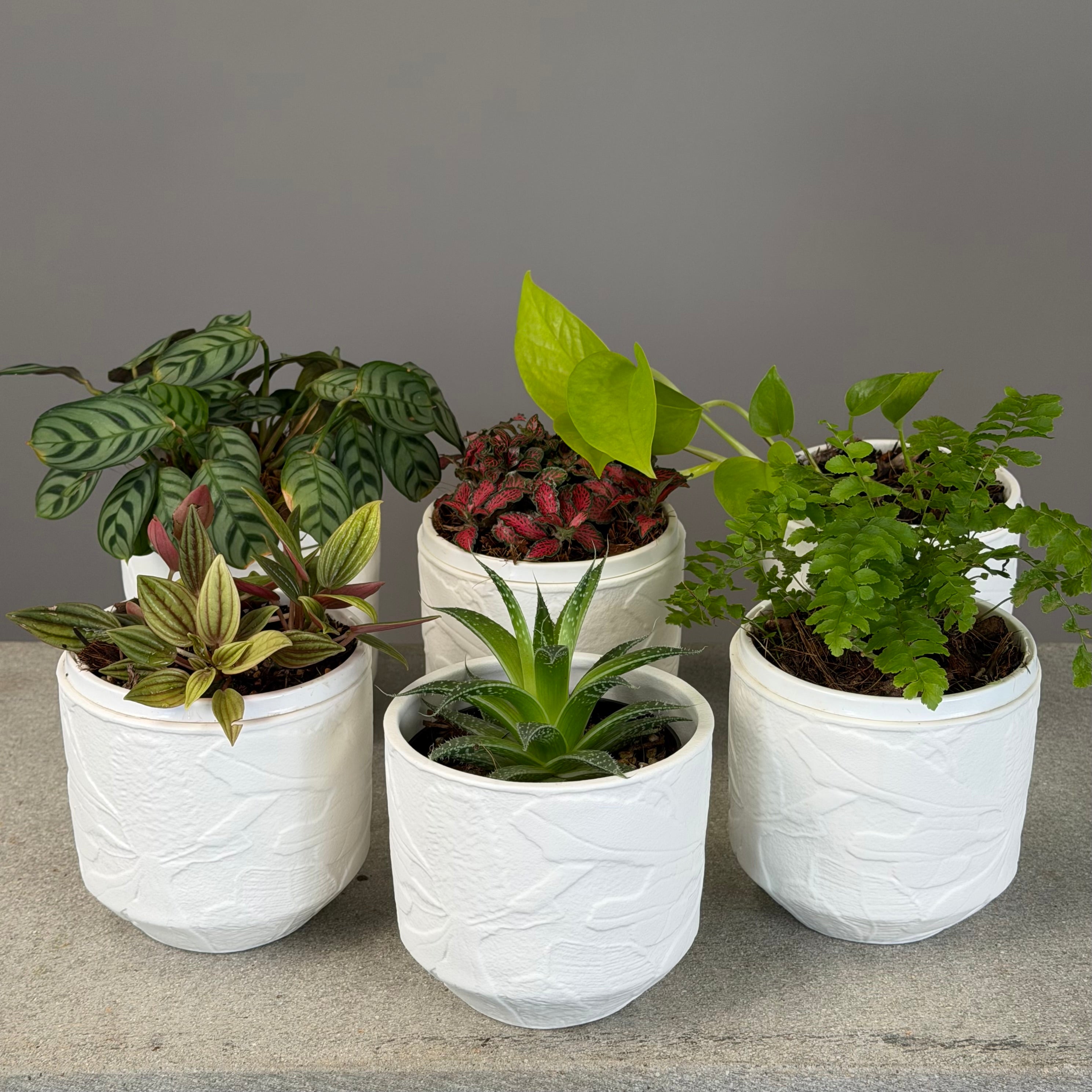 Pot Plant + Candle & Linen Spray