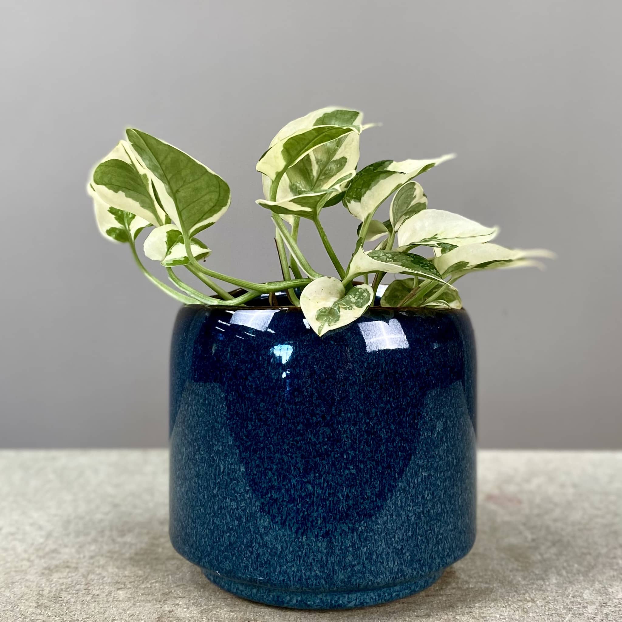 Navy Pot Plant + Care Duo