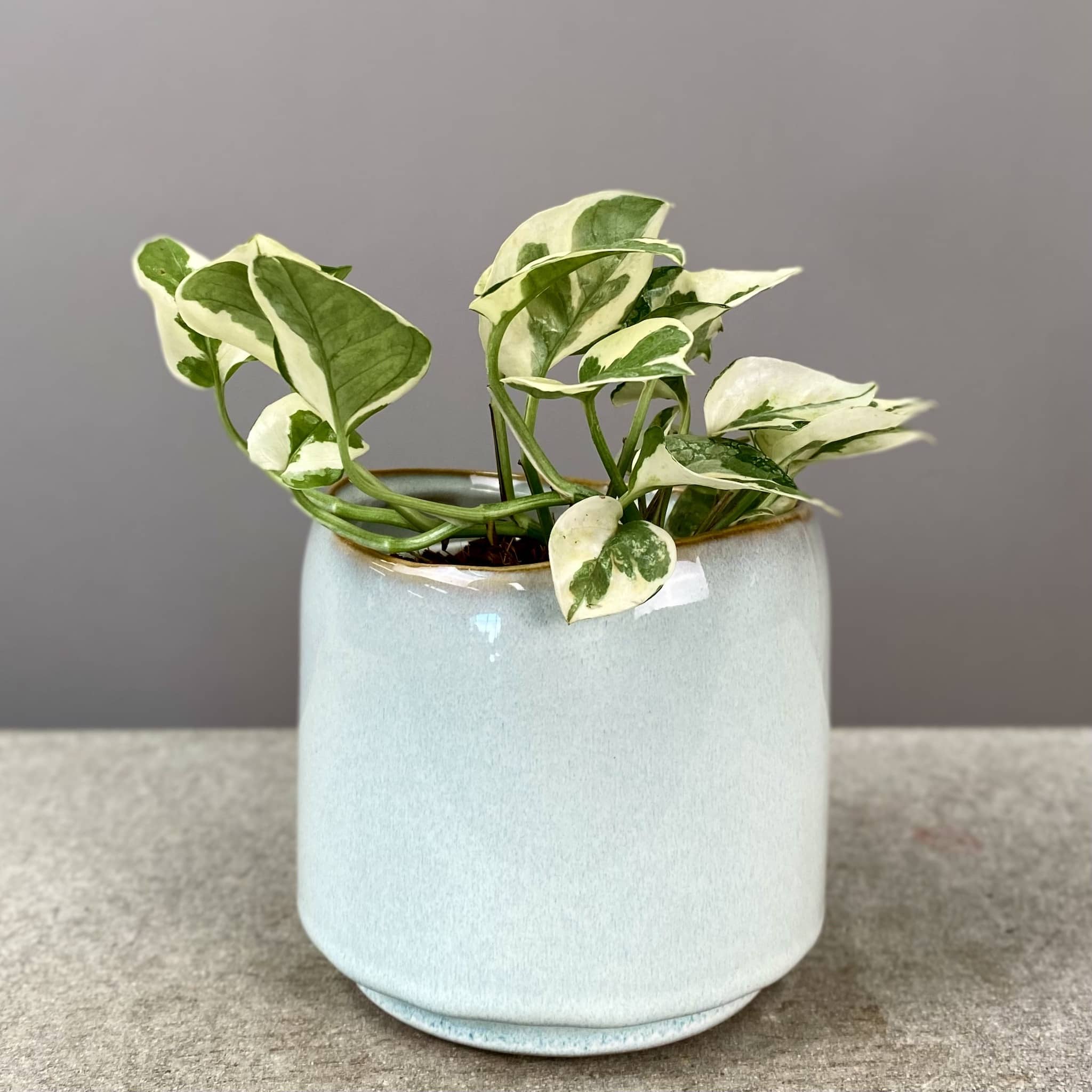 Sky Pot Plant + Chocs