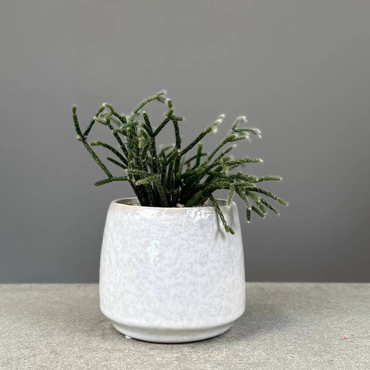 Succulent in Glazed Pot