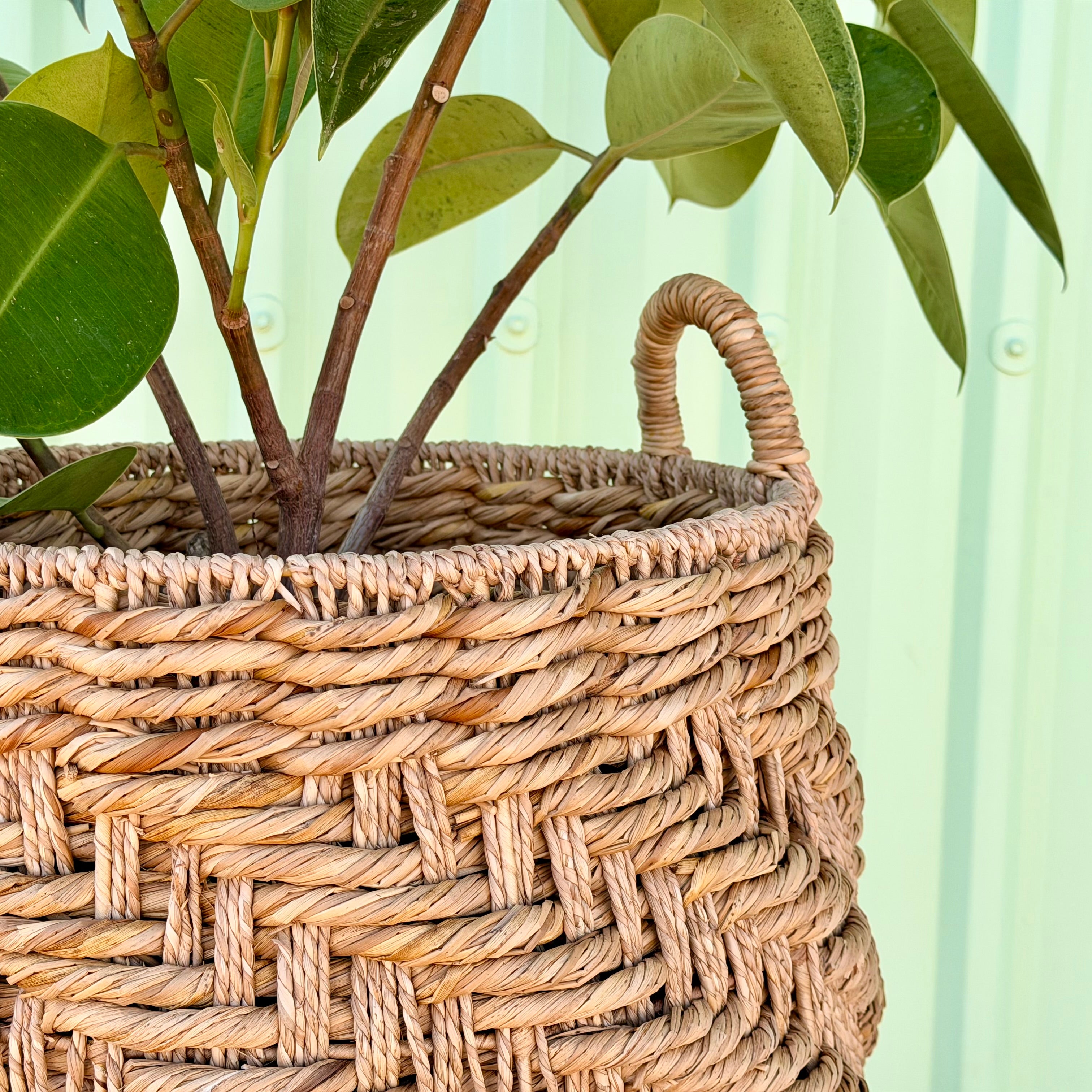 Rubber Plant in Seagrass Planter