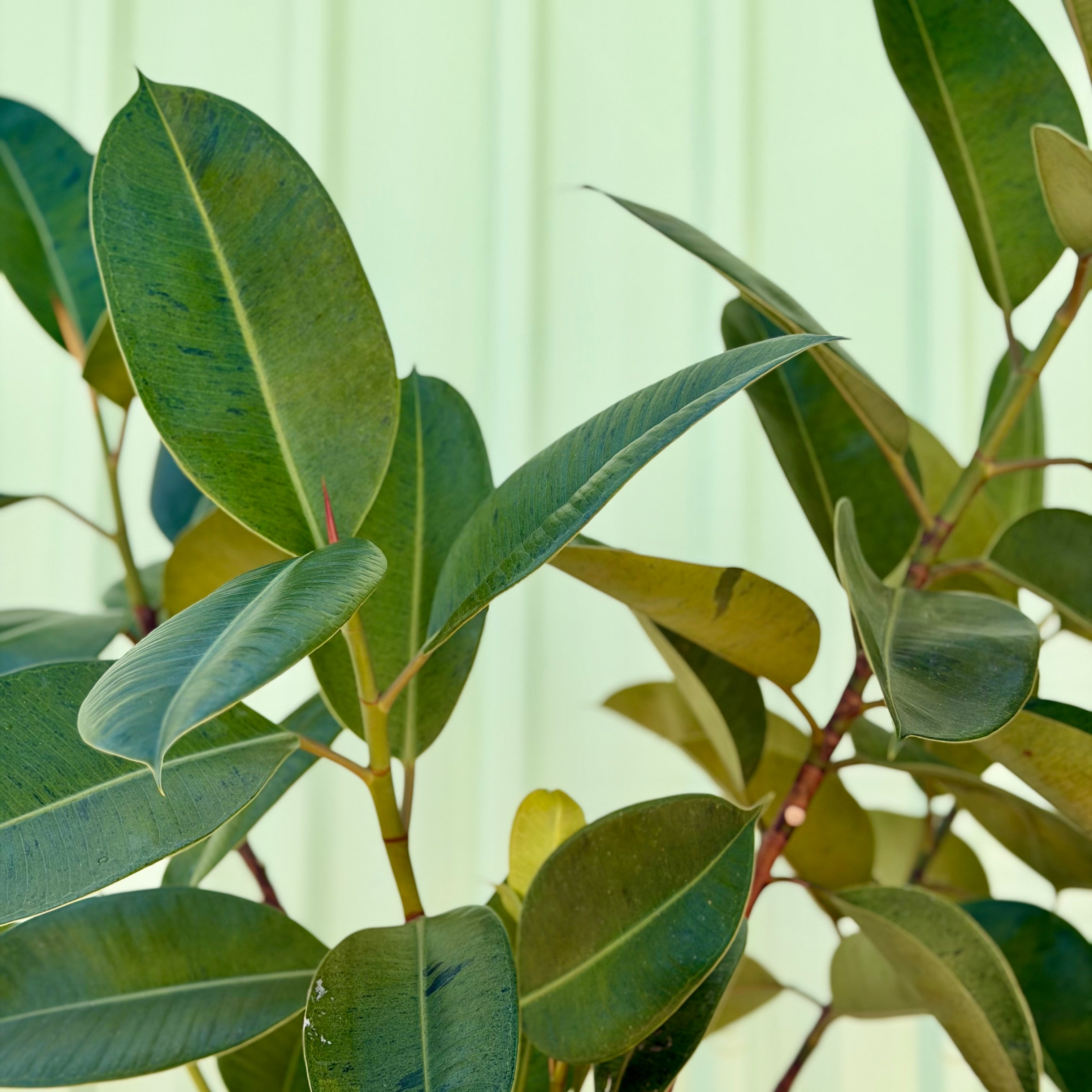 Rubber Plant in Seagrass Planter