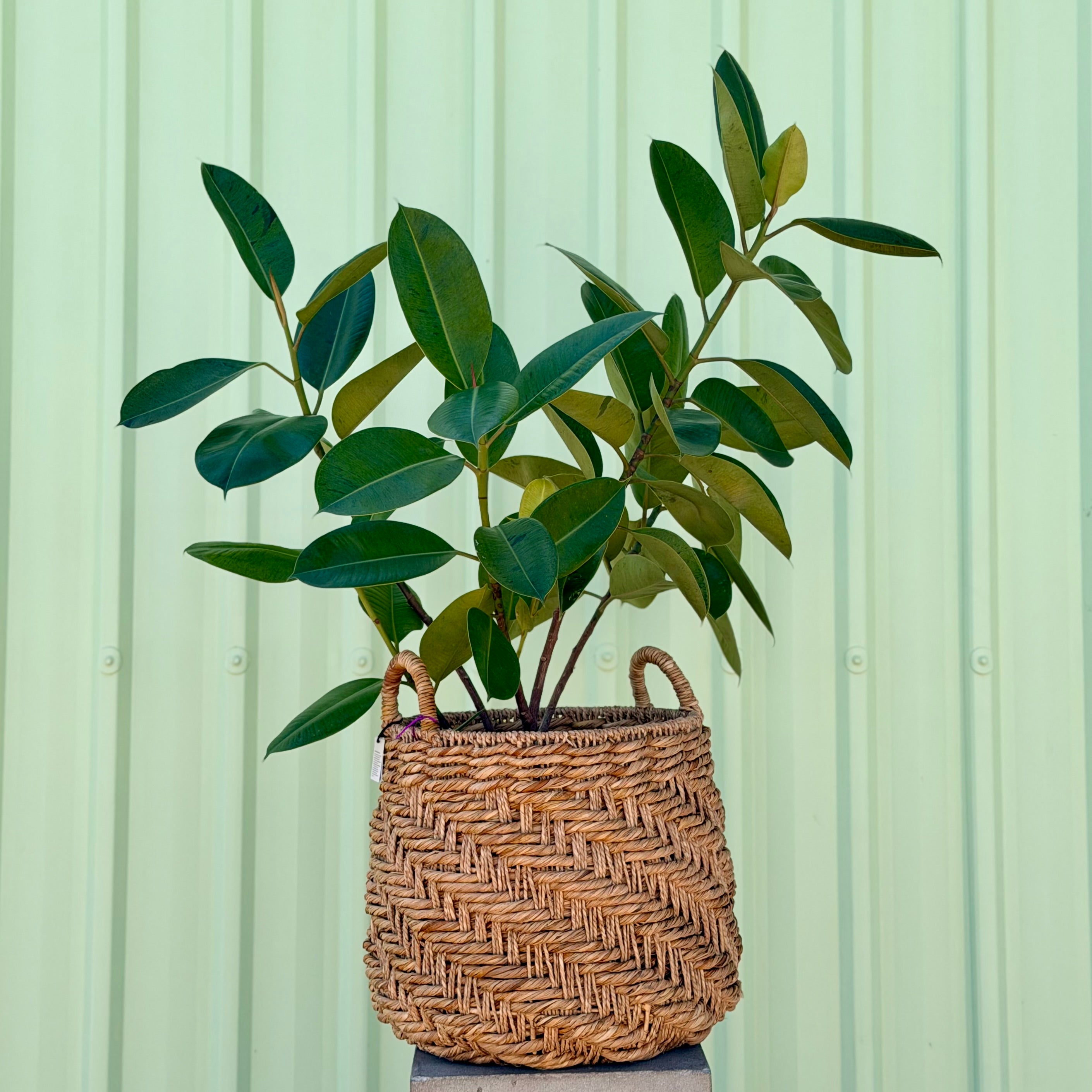 Rubber Plant in Seagrass Planter