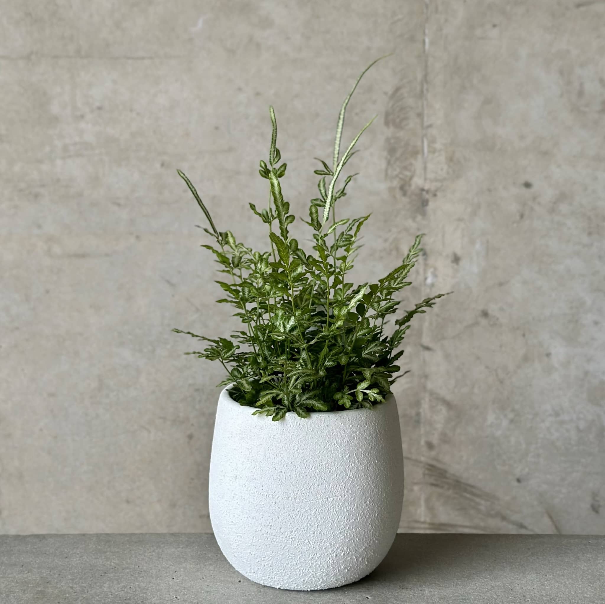 Silver Lace Fern in White Rogue Pot