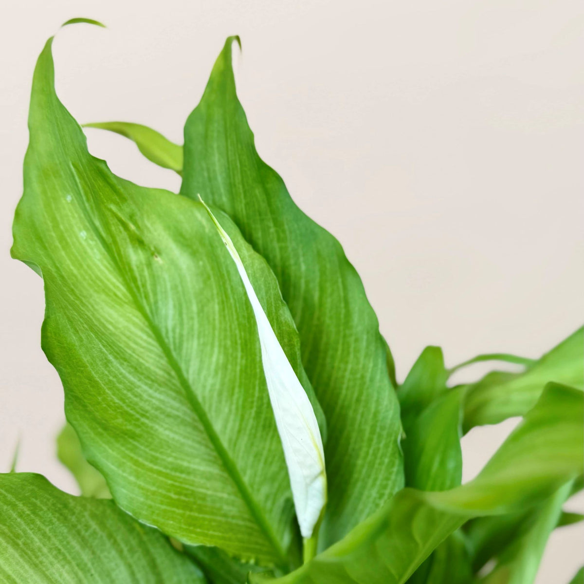Peace Lily Mix & Match