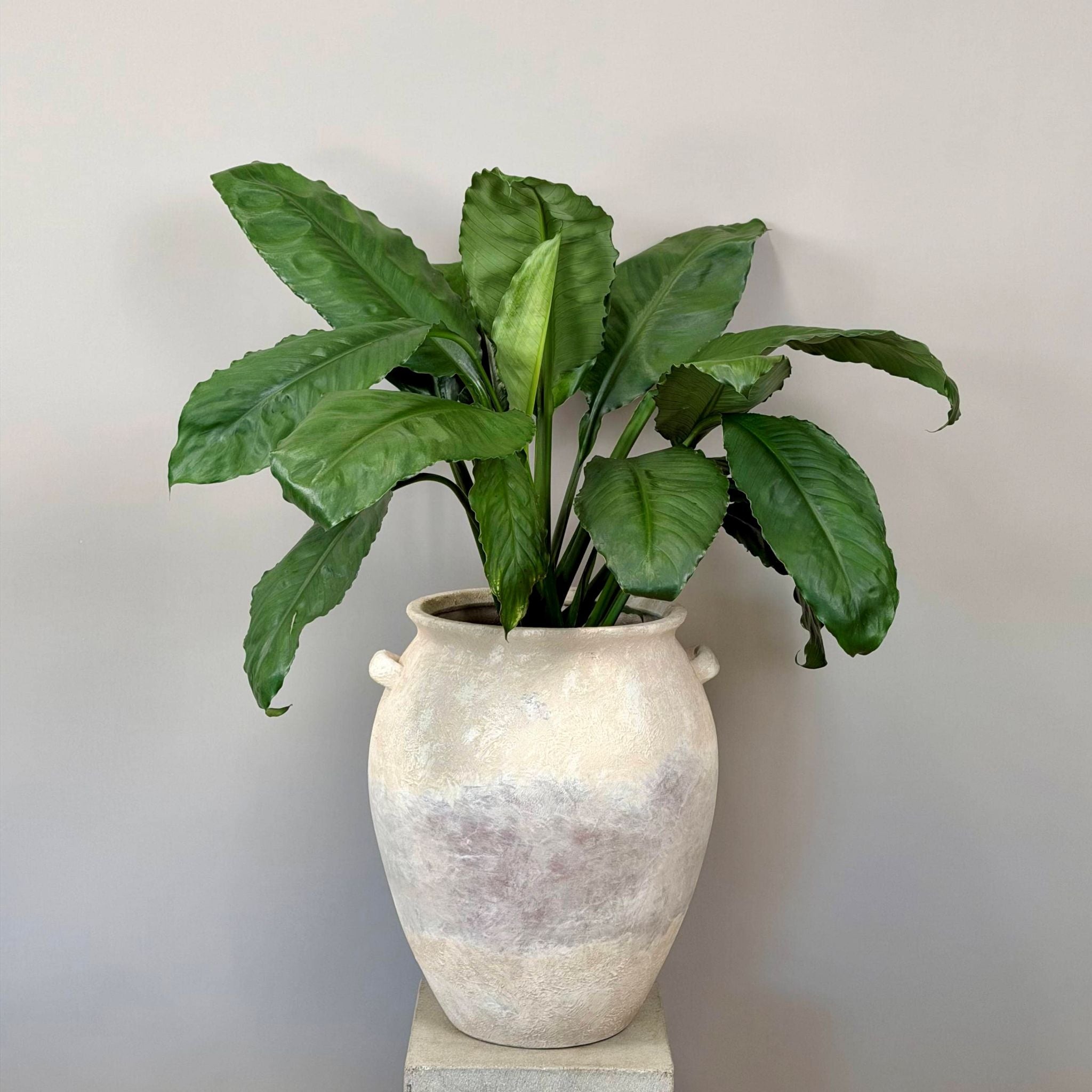Spathiphyllum Blue Moon in Urn