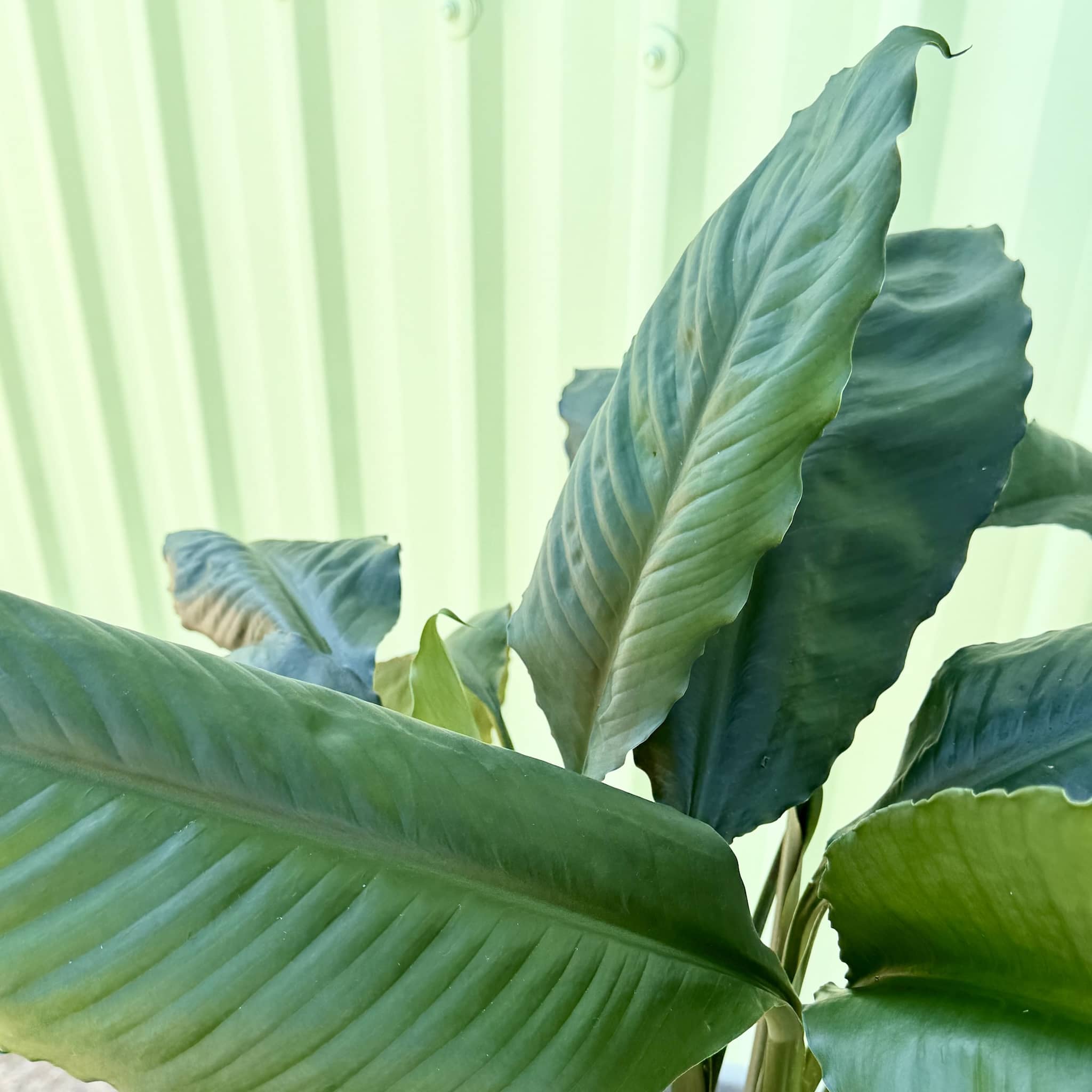 Spathiphyllum Blue Moon in white planter