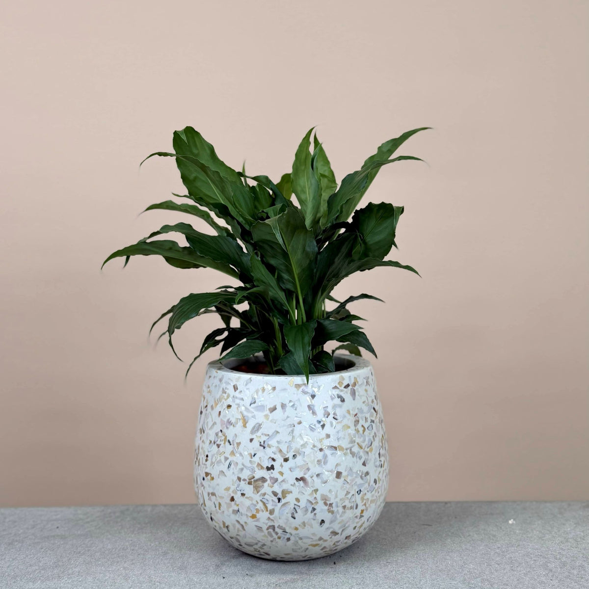 Peace Lily Mix & Match