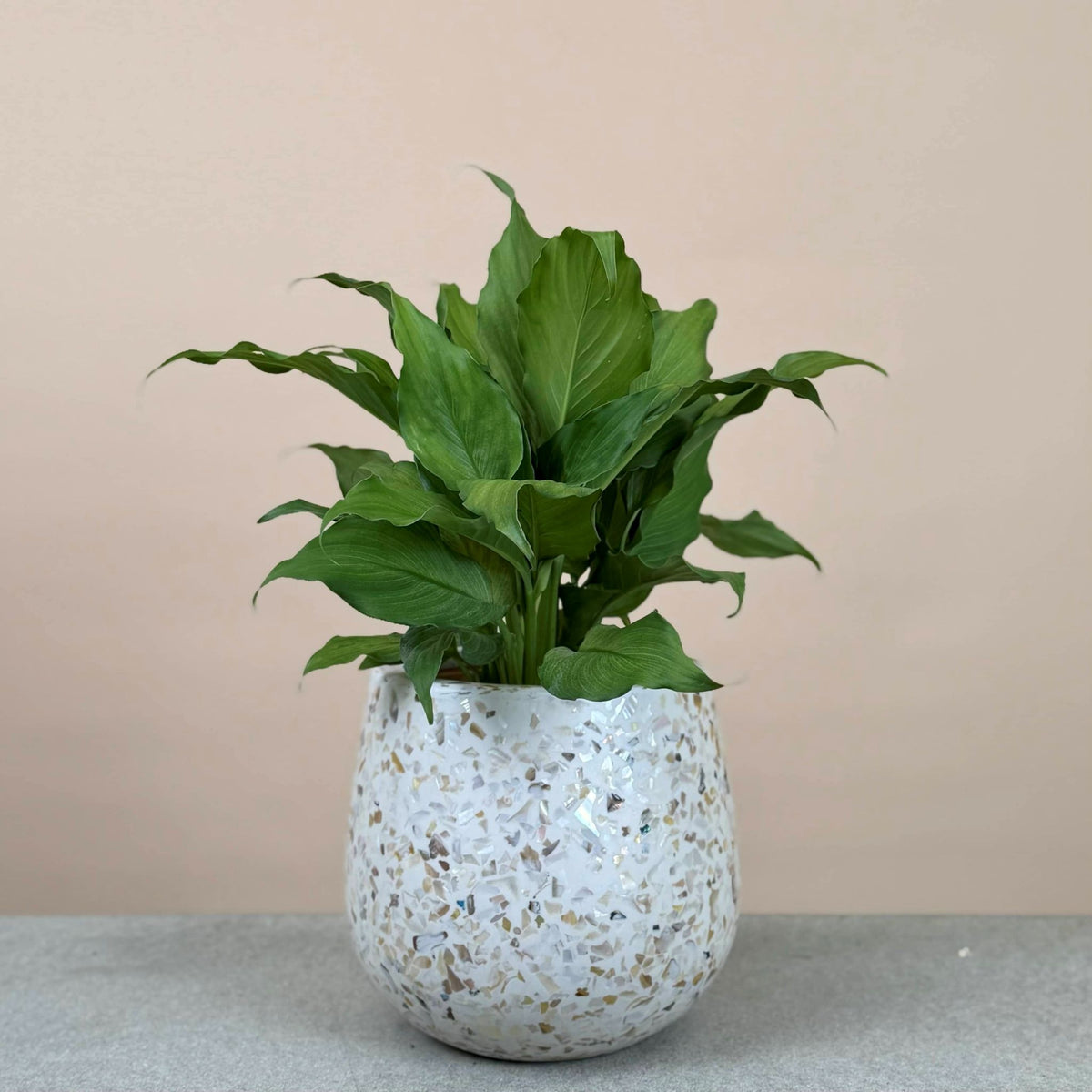 Peace Lily Mix & Match