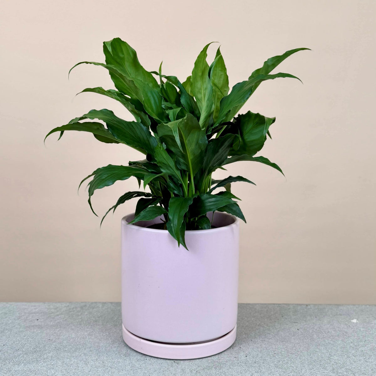 Peace Lily Mix & Match