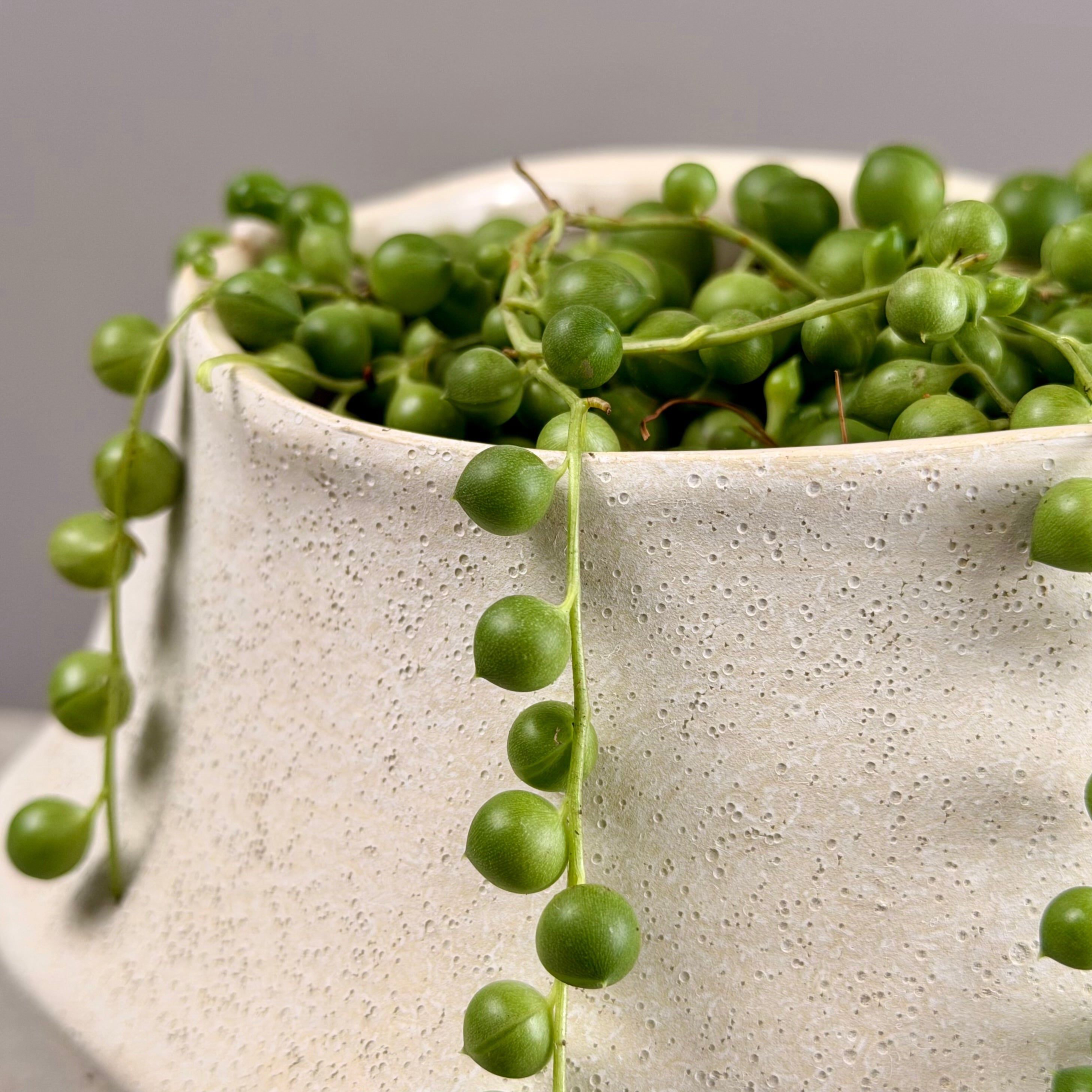 Succulent in Cream Planter - Large