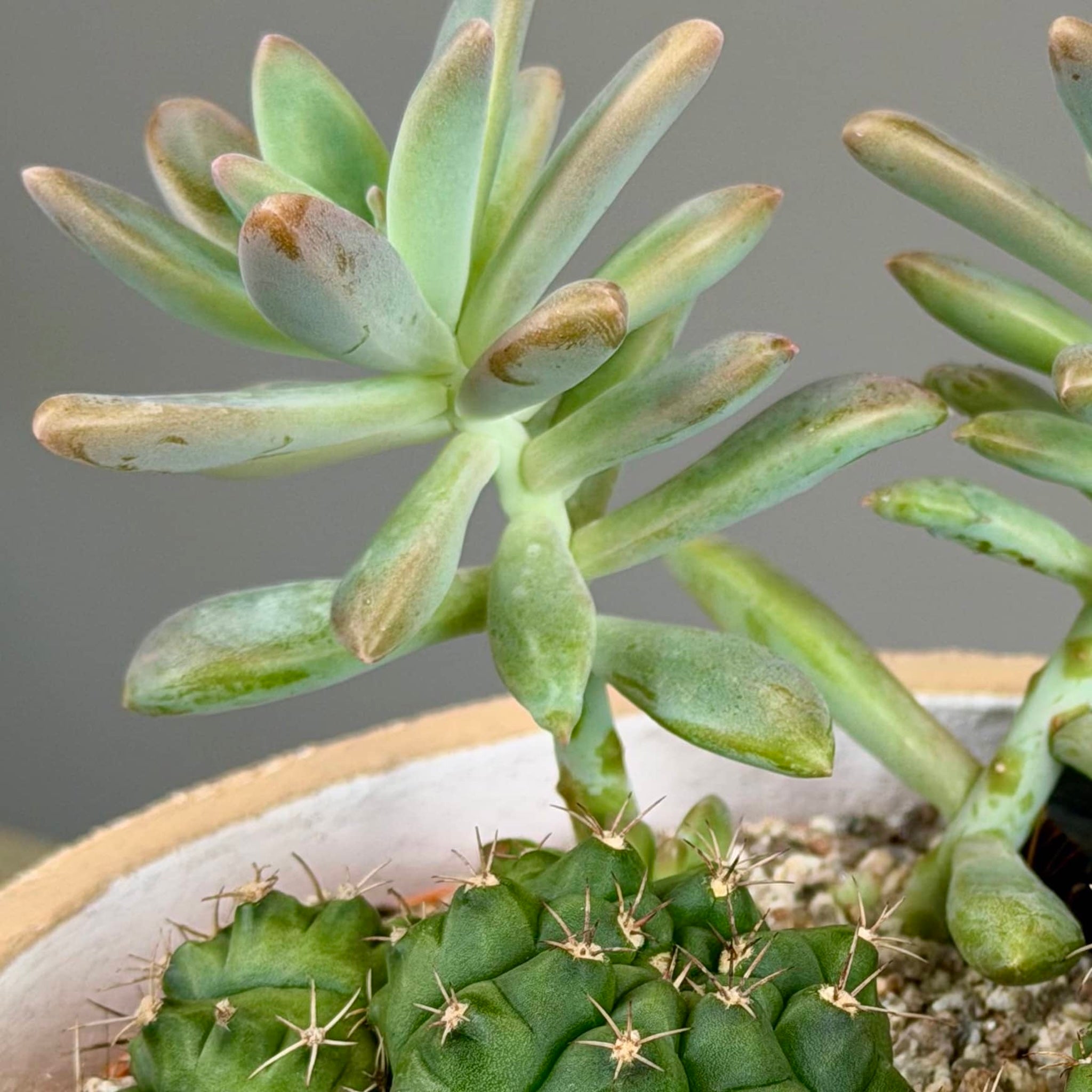 Succulent Garden