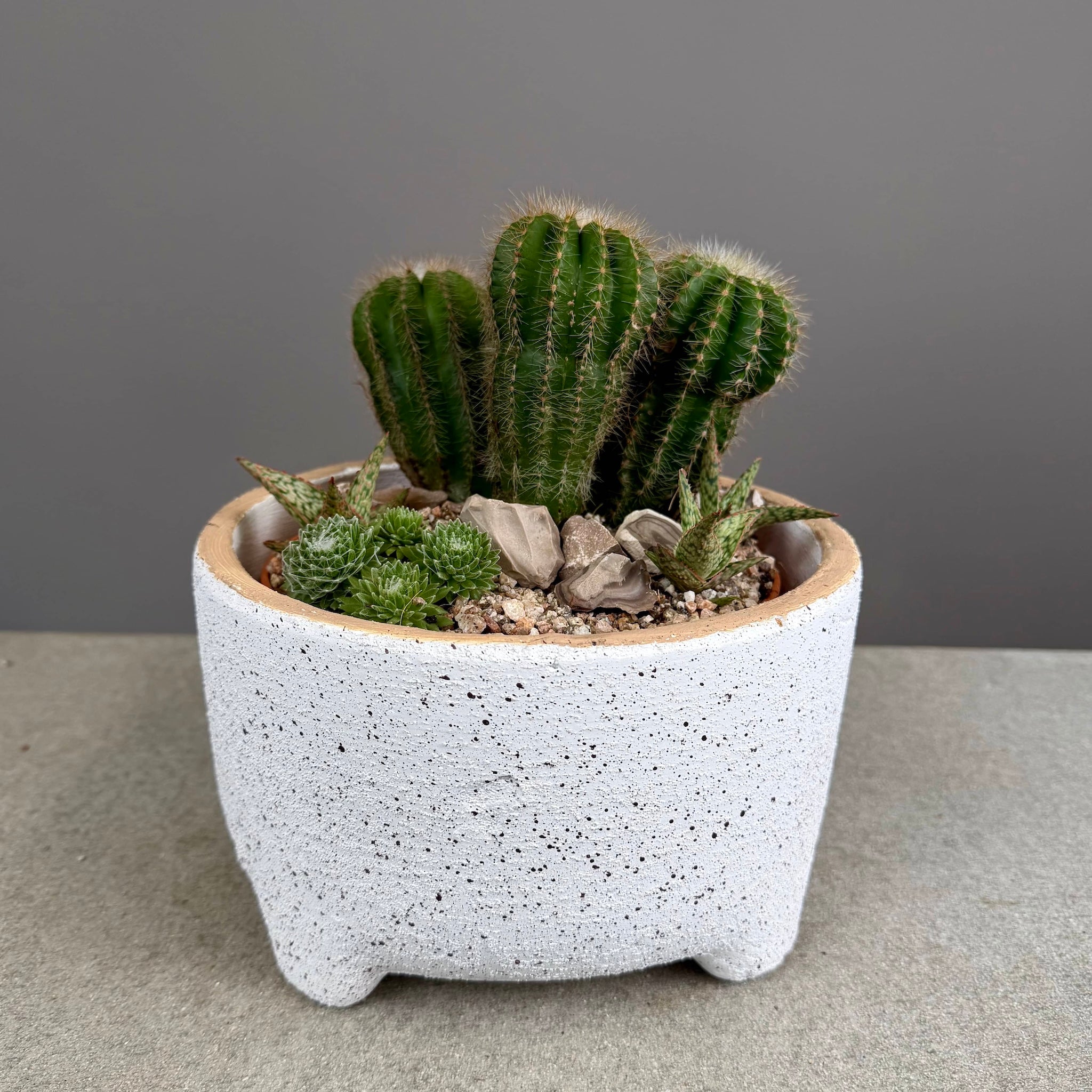 Succulent Garden