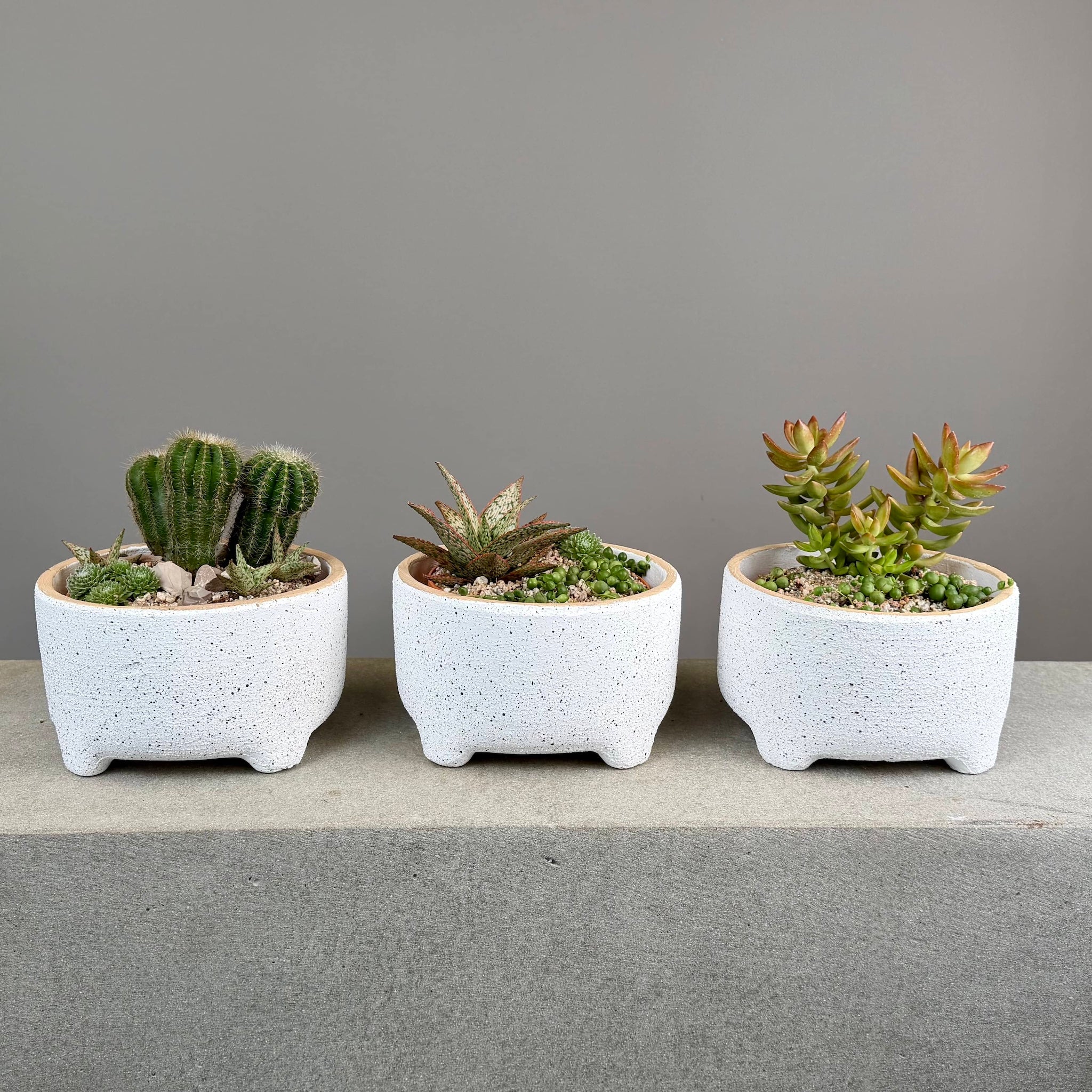 Succulent Garden