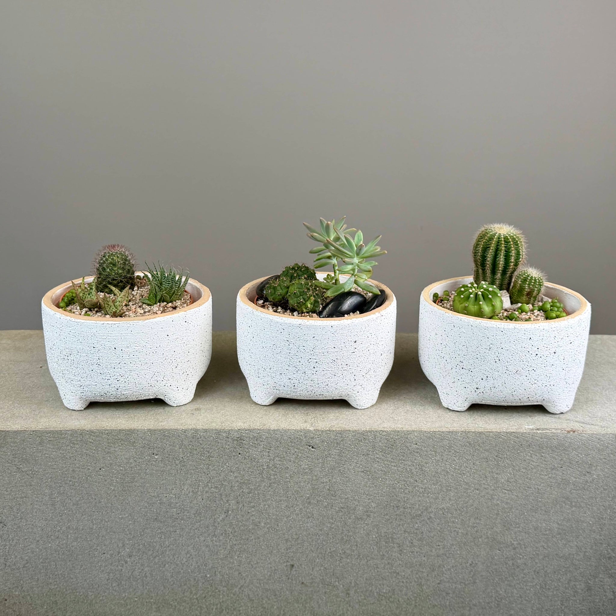 Succulent Garden