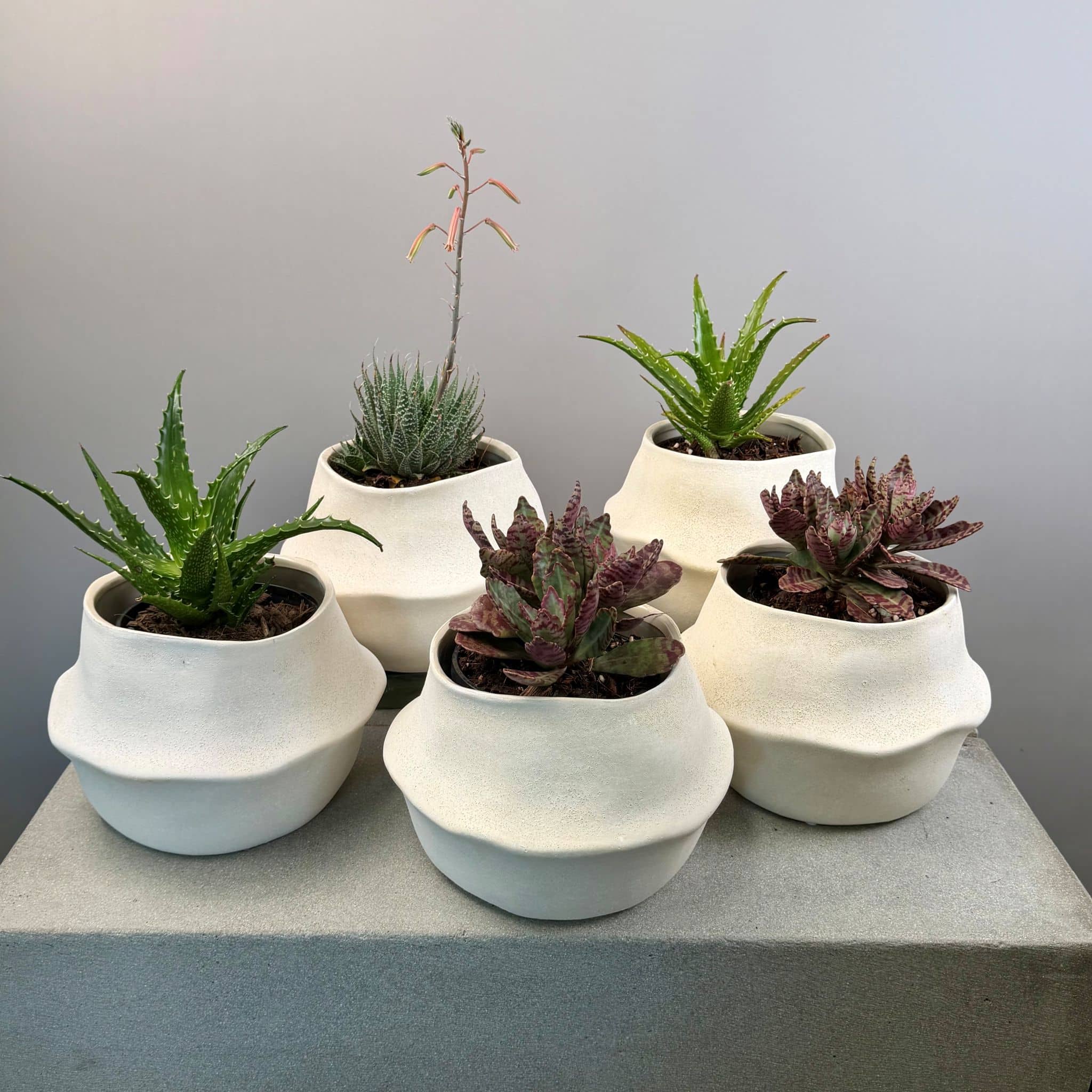 Succulent in Cream Planter