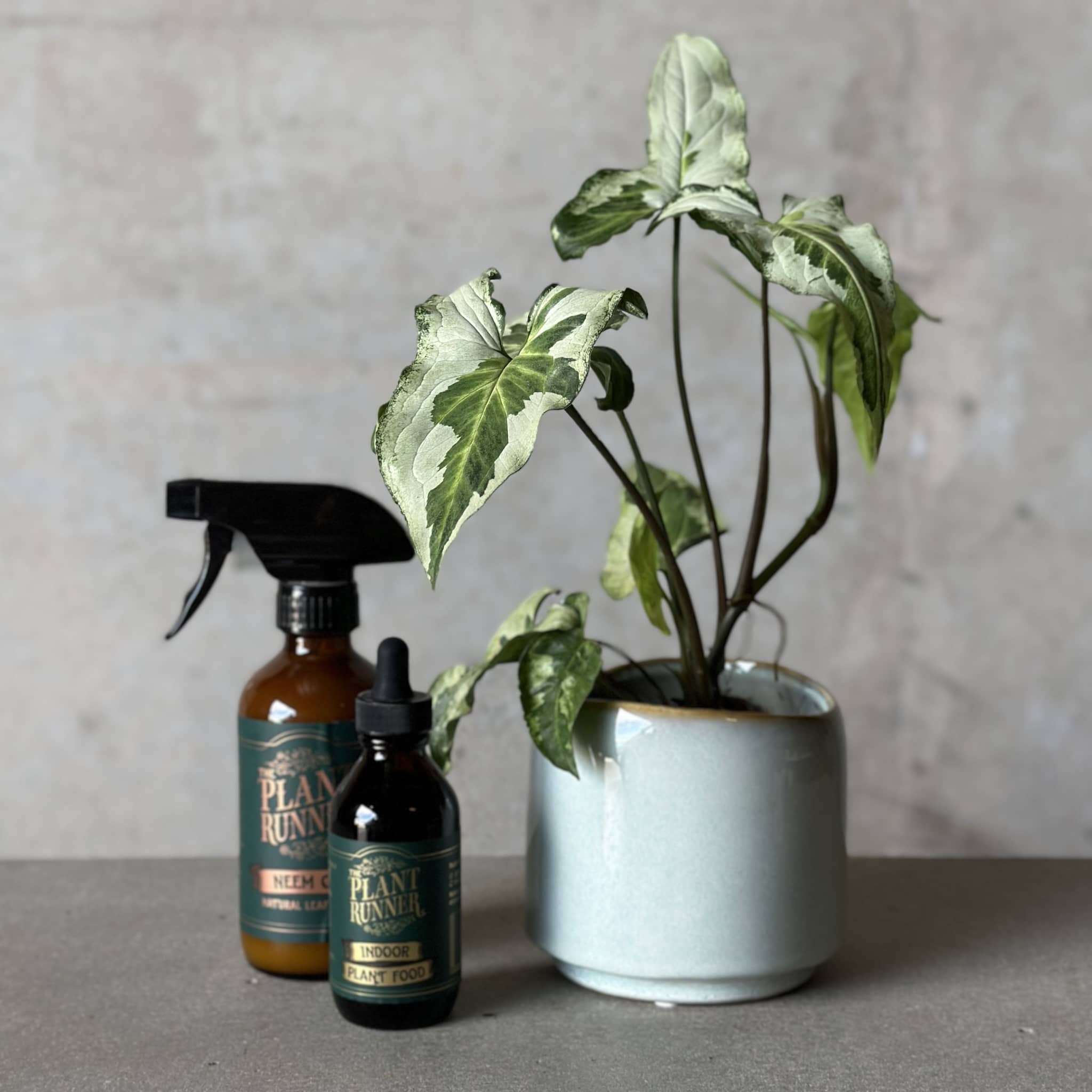 Sky Pot Plant + Care Duo