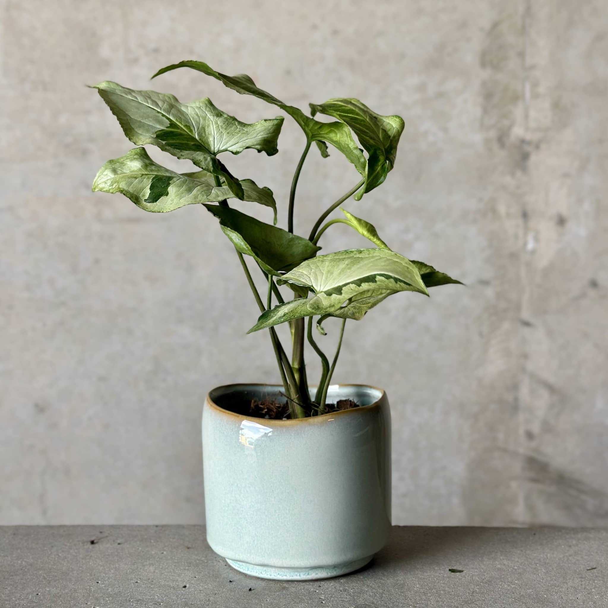 Navy Pot Plant + Candle