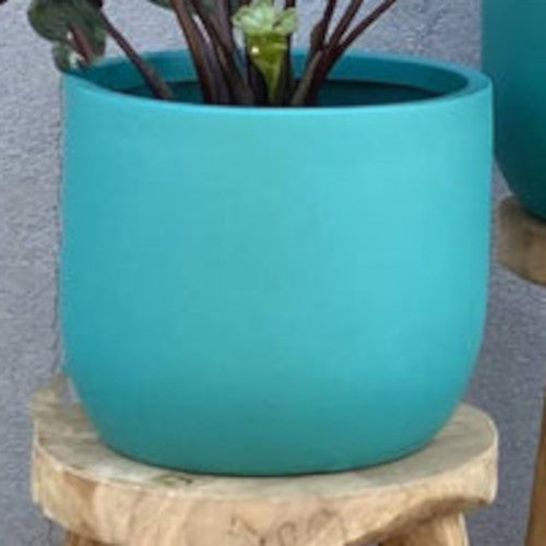 Birds Nest Fern Mix n Match Planter