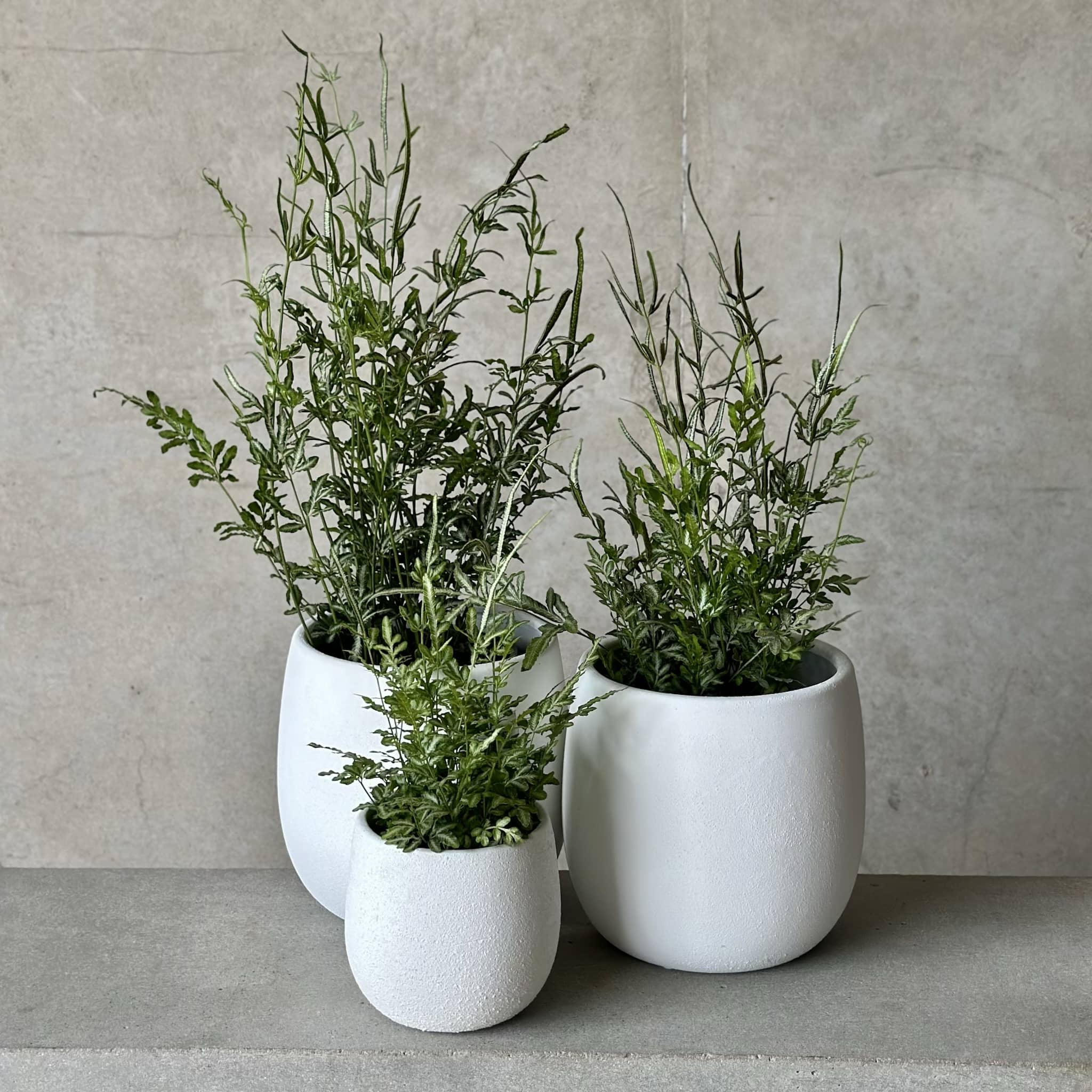 Silver Lace Fern in White Rogue Pot
