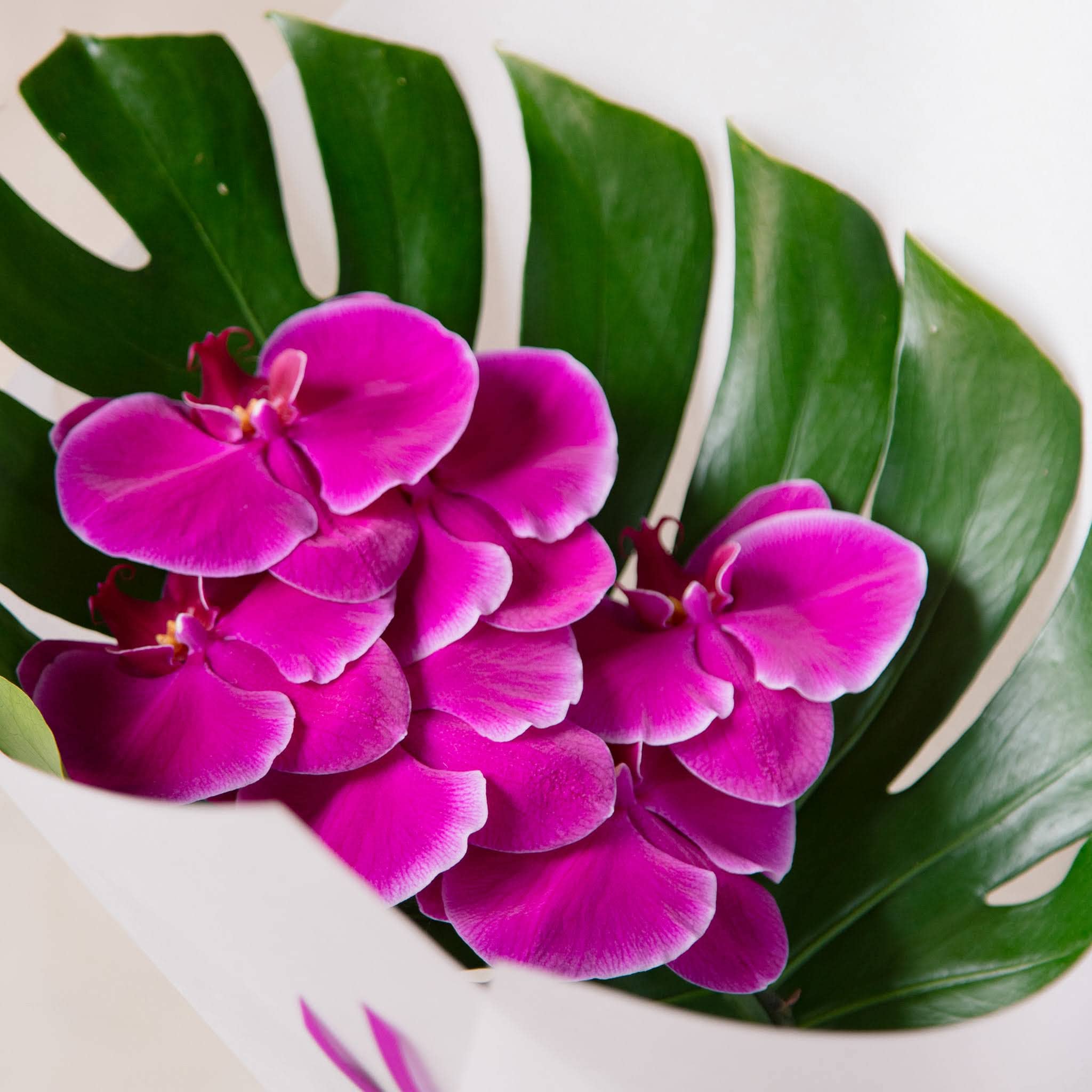 close up cerise orchid with monstera leaf