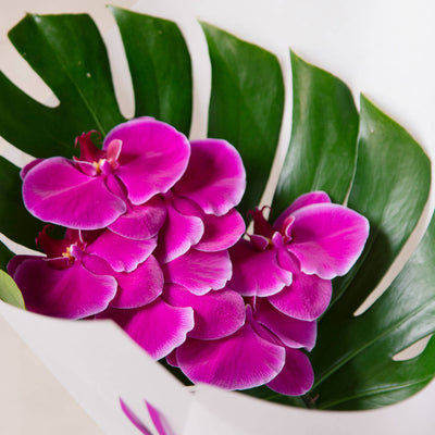 close up cerise orchid with monstera leaf