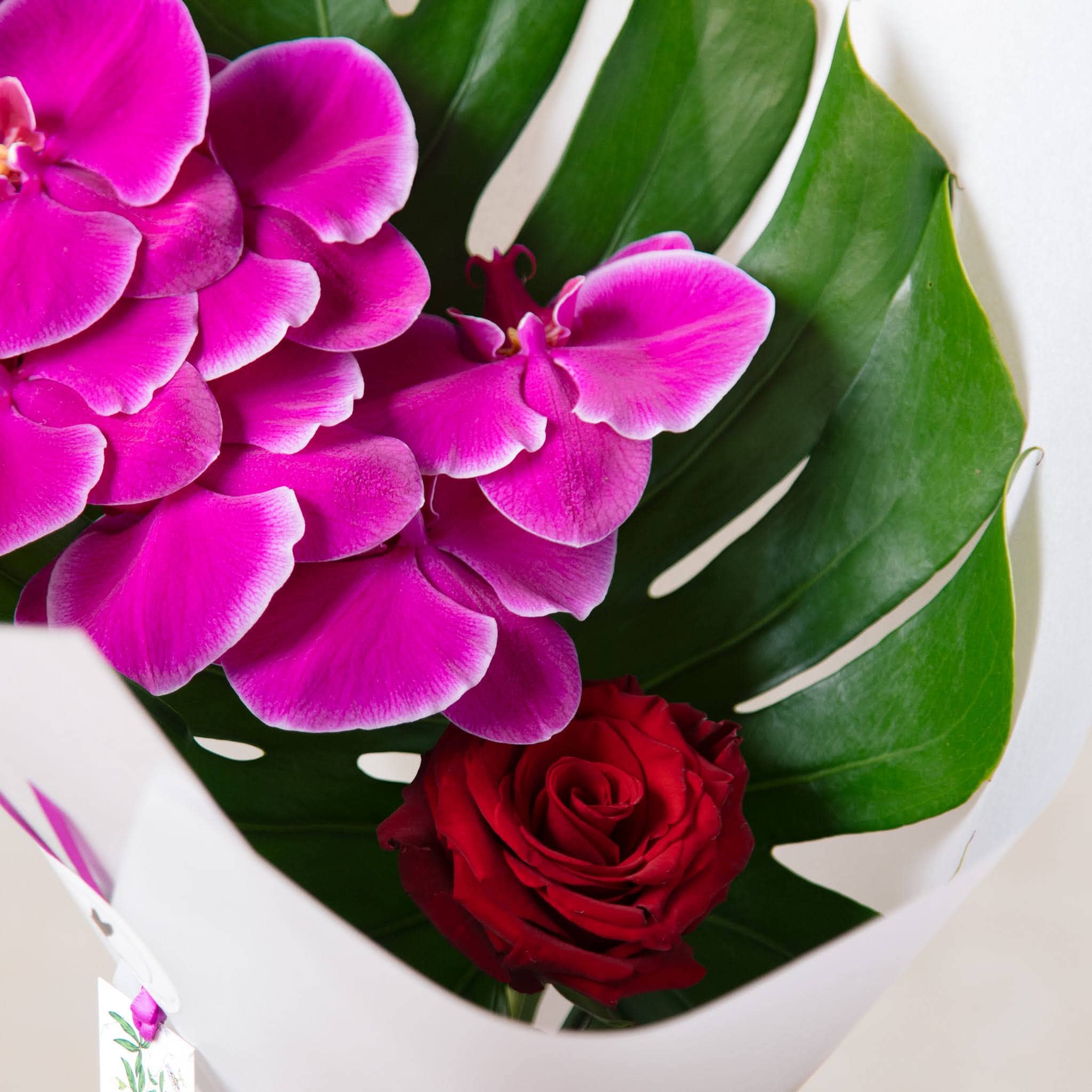 Close up red rose with orchid and monstera leaf