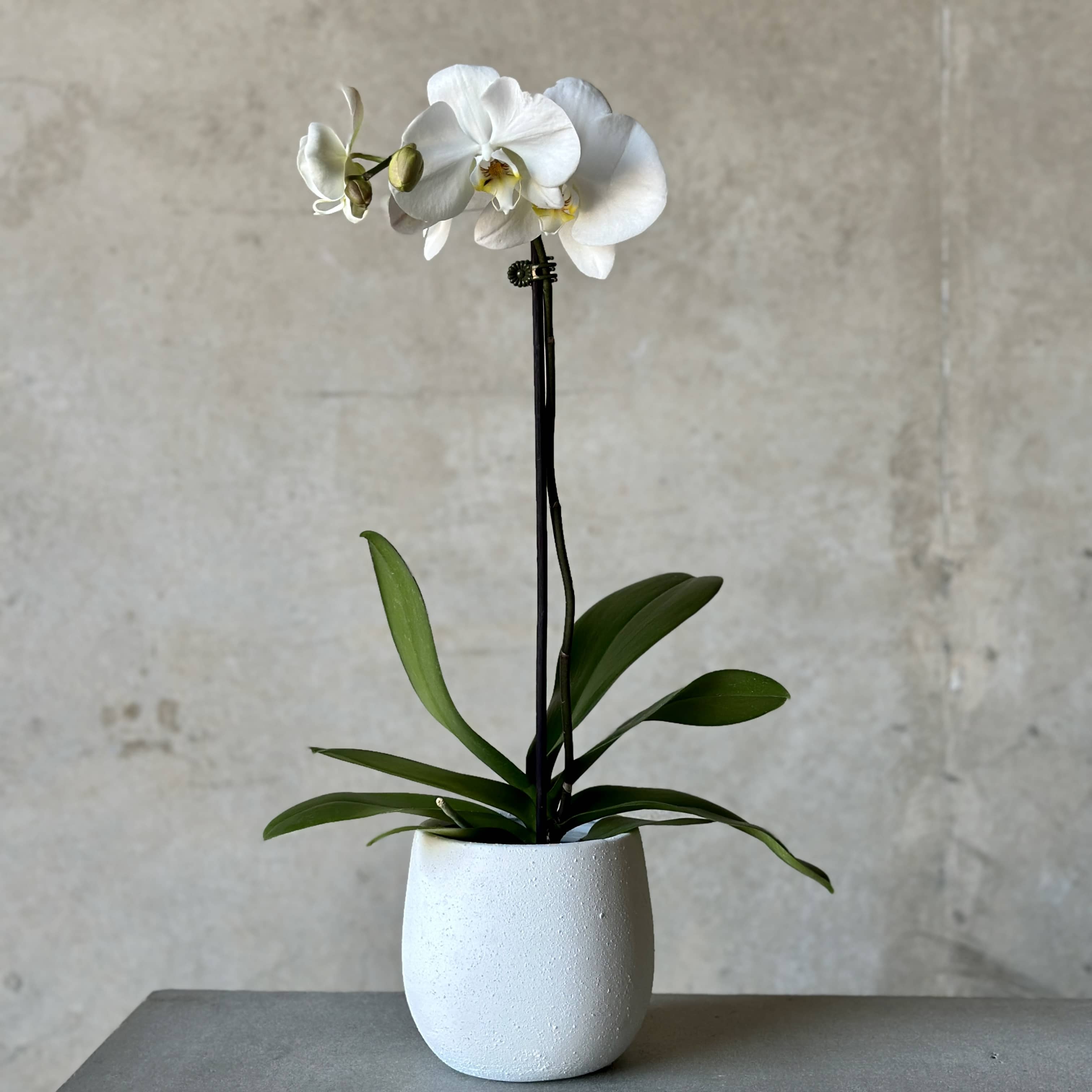 Orchid Planter - Concrete Planter